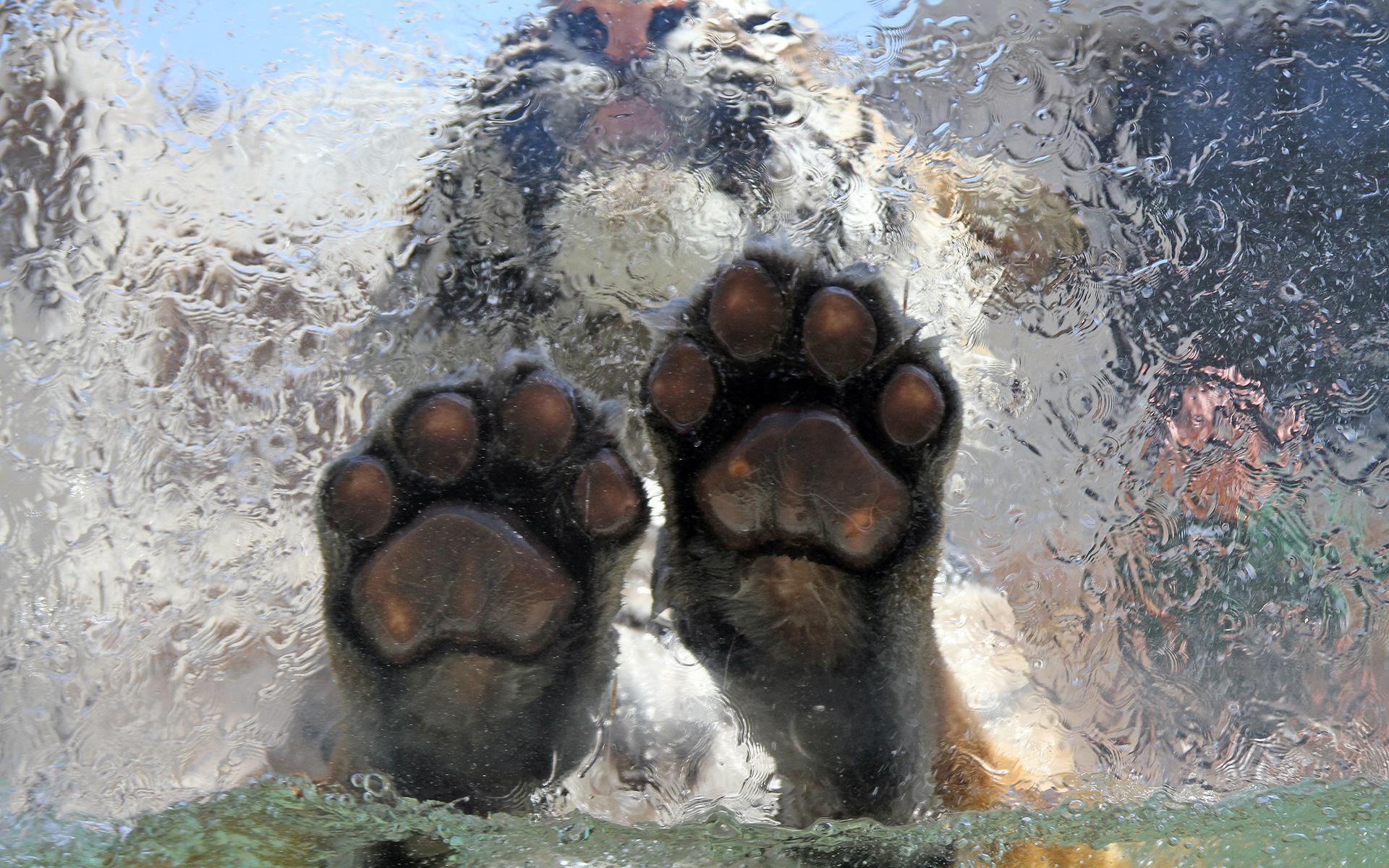 1920x1200 Tiger paws underwater