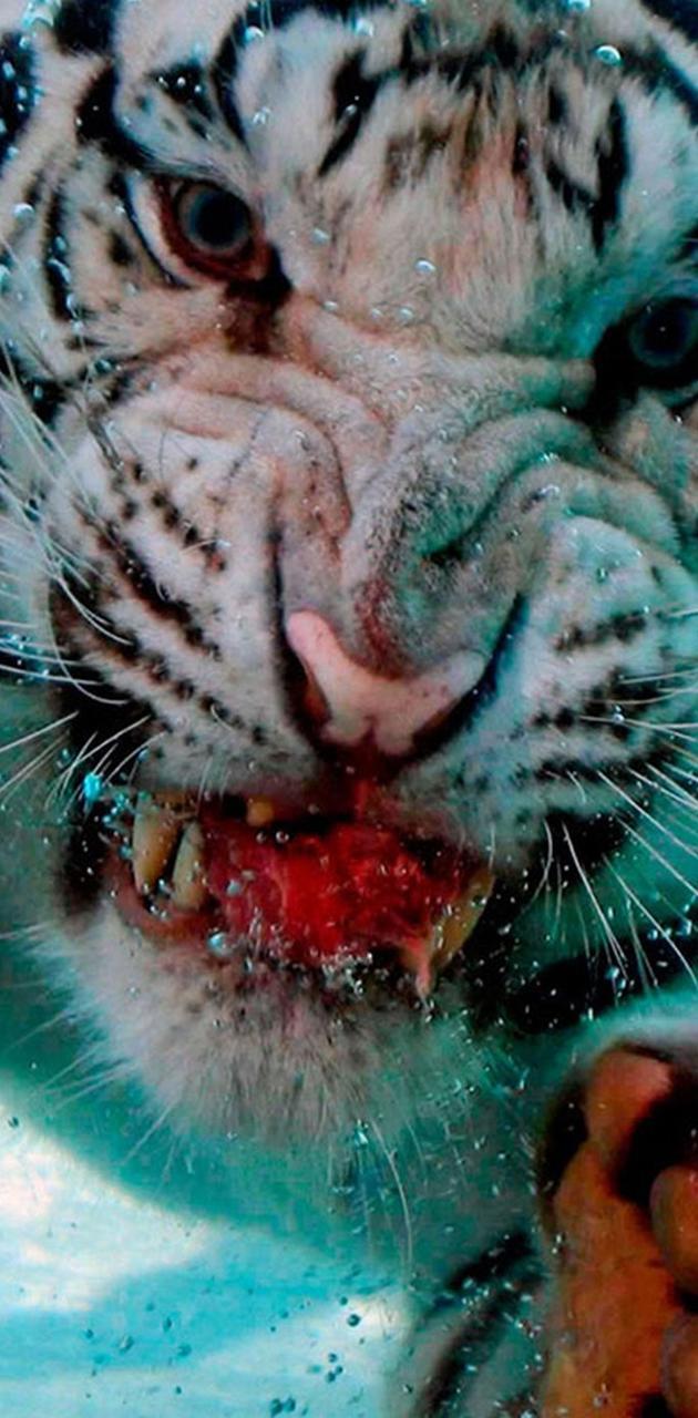 630x1280 Tiger Underwater wallpaper