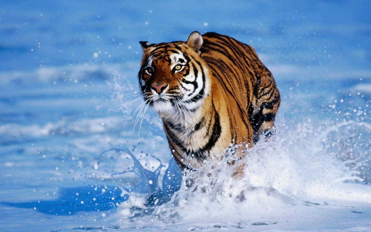1280x800 Get your Eye of the Tiger on with these ferocious wallpaper 1280×1024 Image Of Tiger Wallpaper (48 Wallpaper).. Tiger wallpaper, Tiger attack, Tiger in water