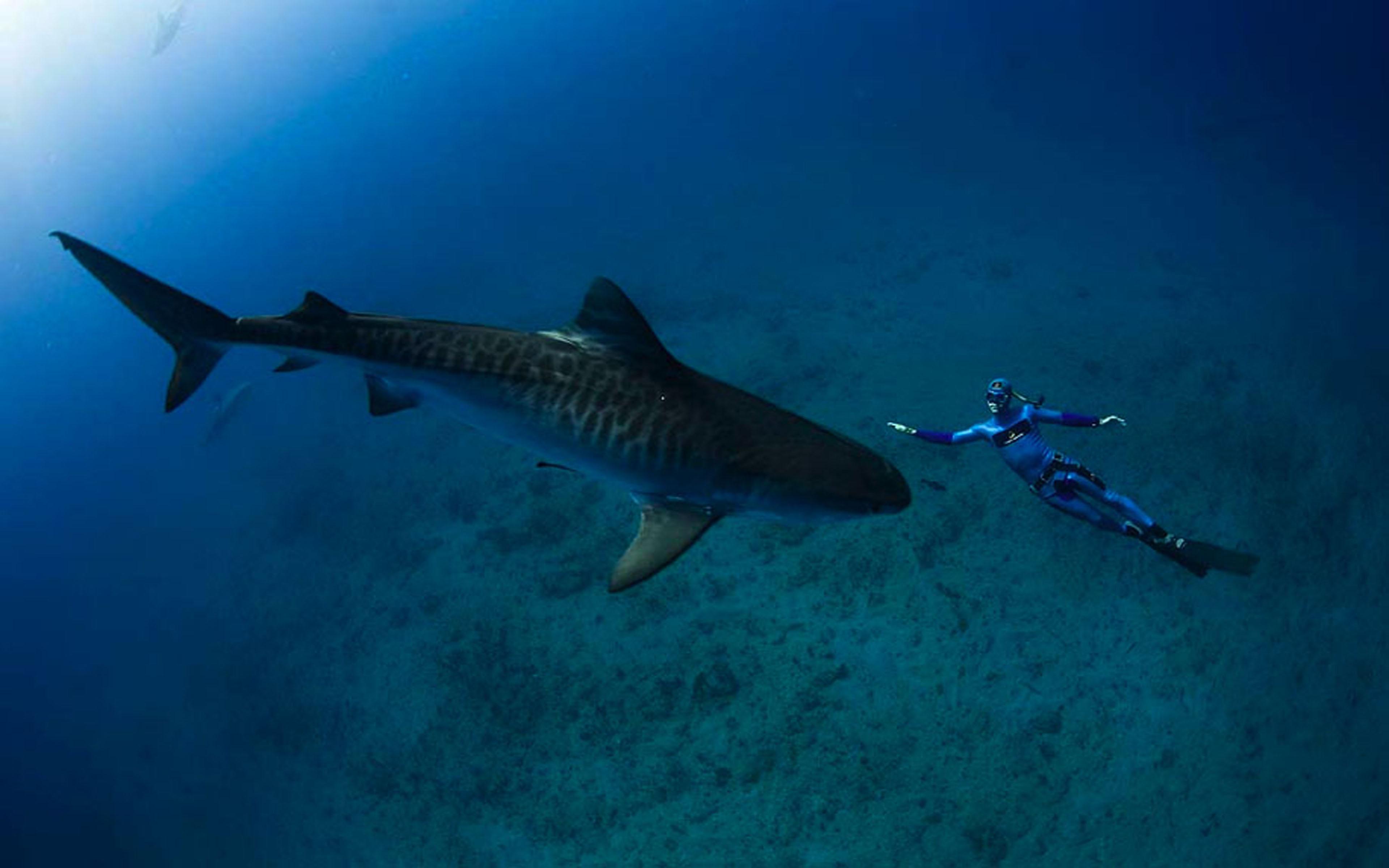 3840x2400 Sand Tiger Shark Ocean Underwater World Sharks Reef Fish HD Wallpaper For Mobile Phones And Laptops :