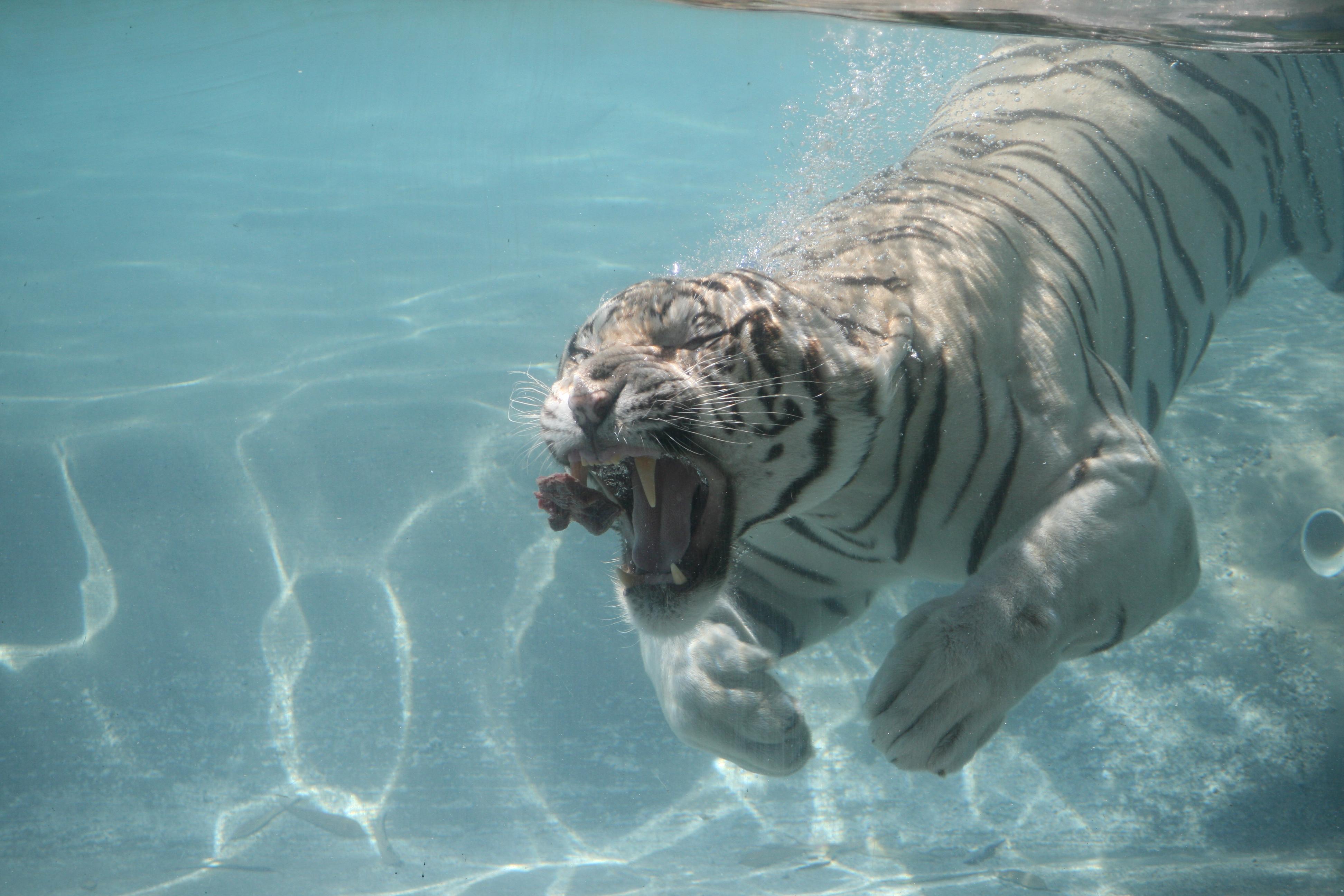 3888x2592 Animal White Tiger Wallpaper:3888x2592