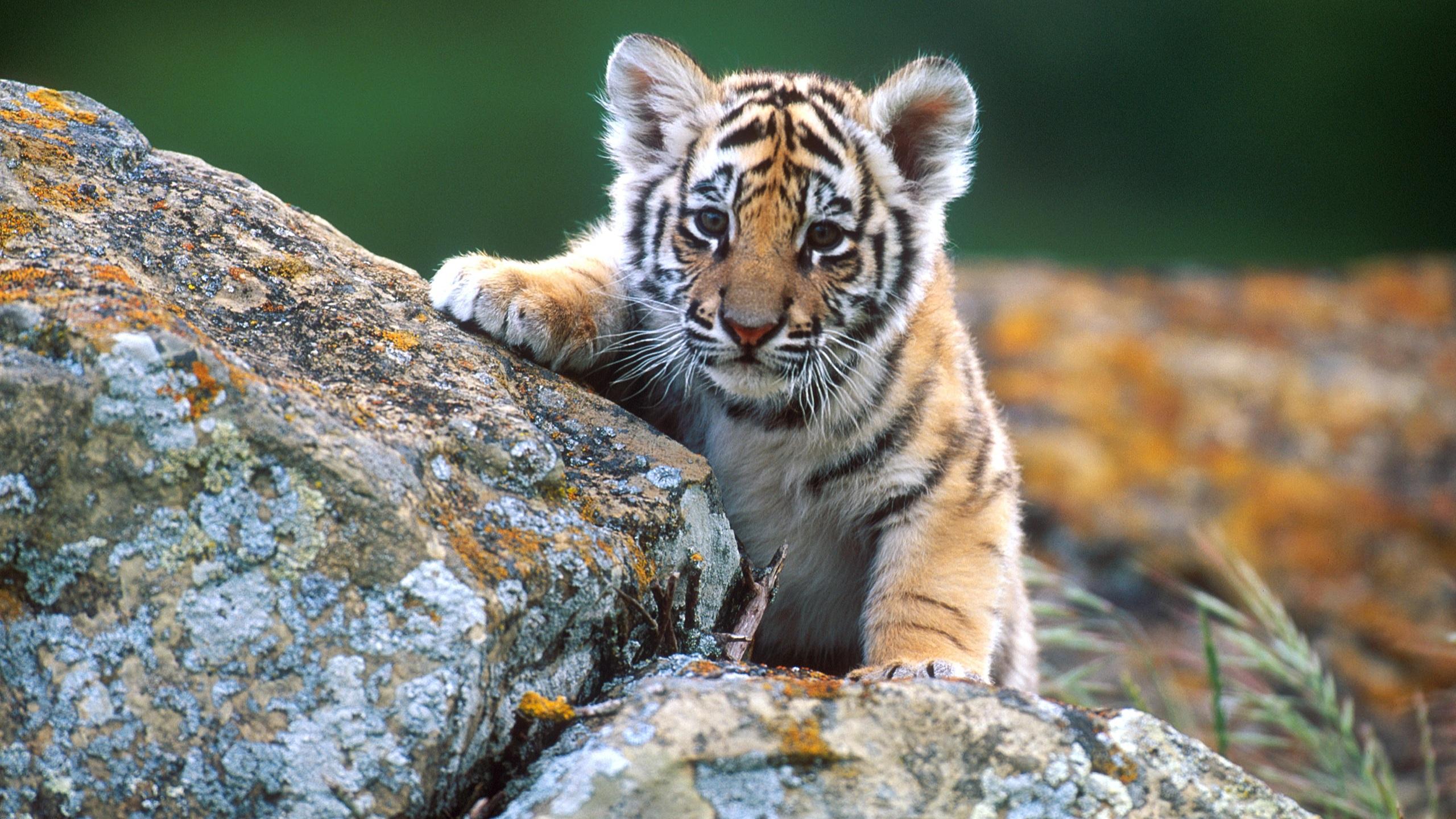 2560x1441 Baby Tiger Wallpaperx1441