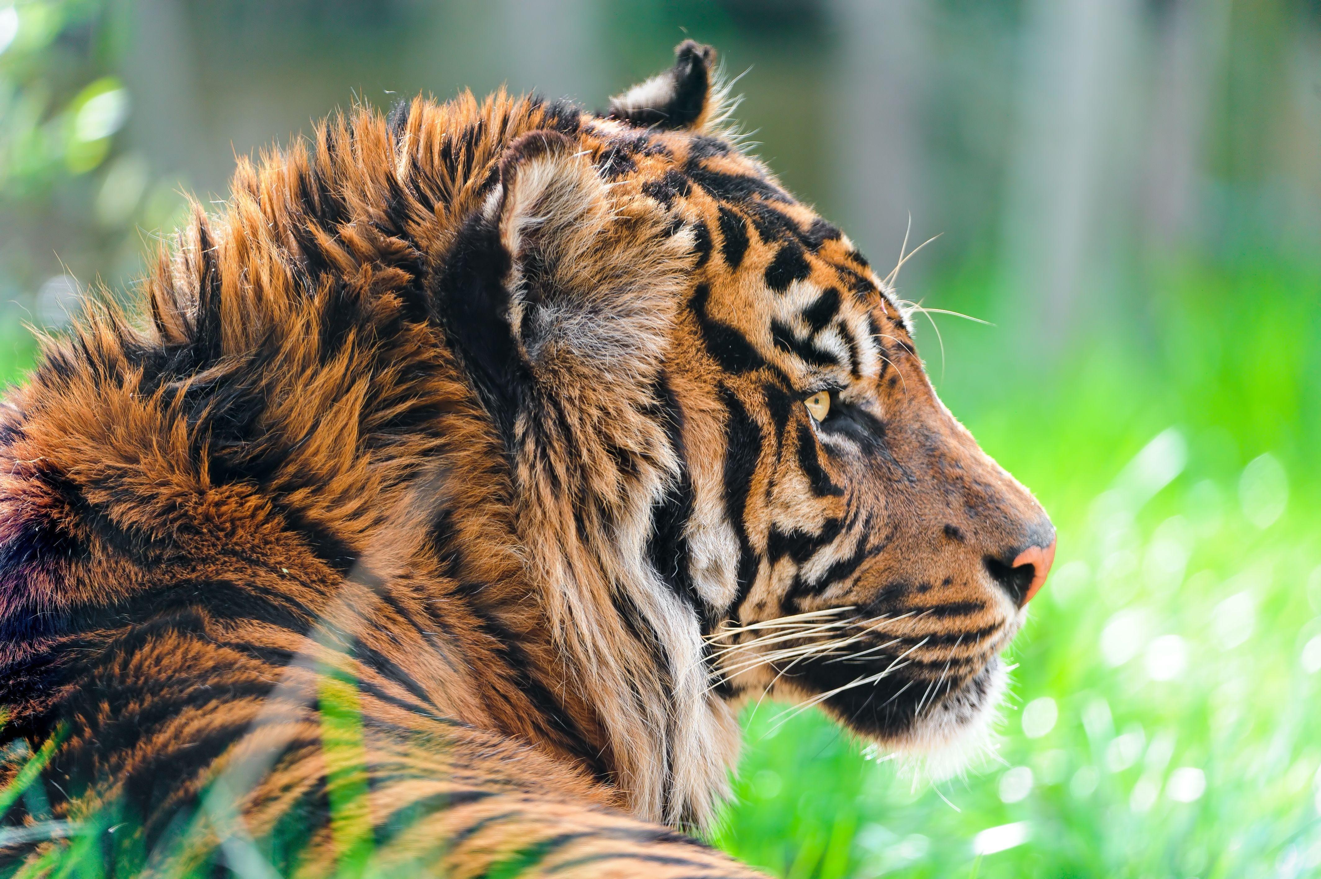4256x2832 Tiger Desktop Background
