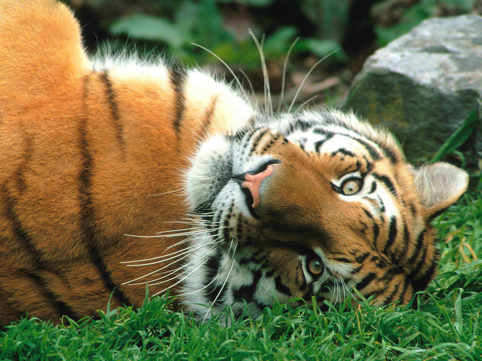 1600x1200 Free Tiger Wallpaper