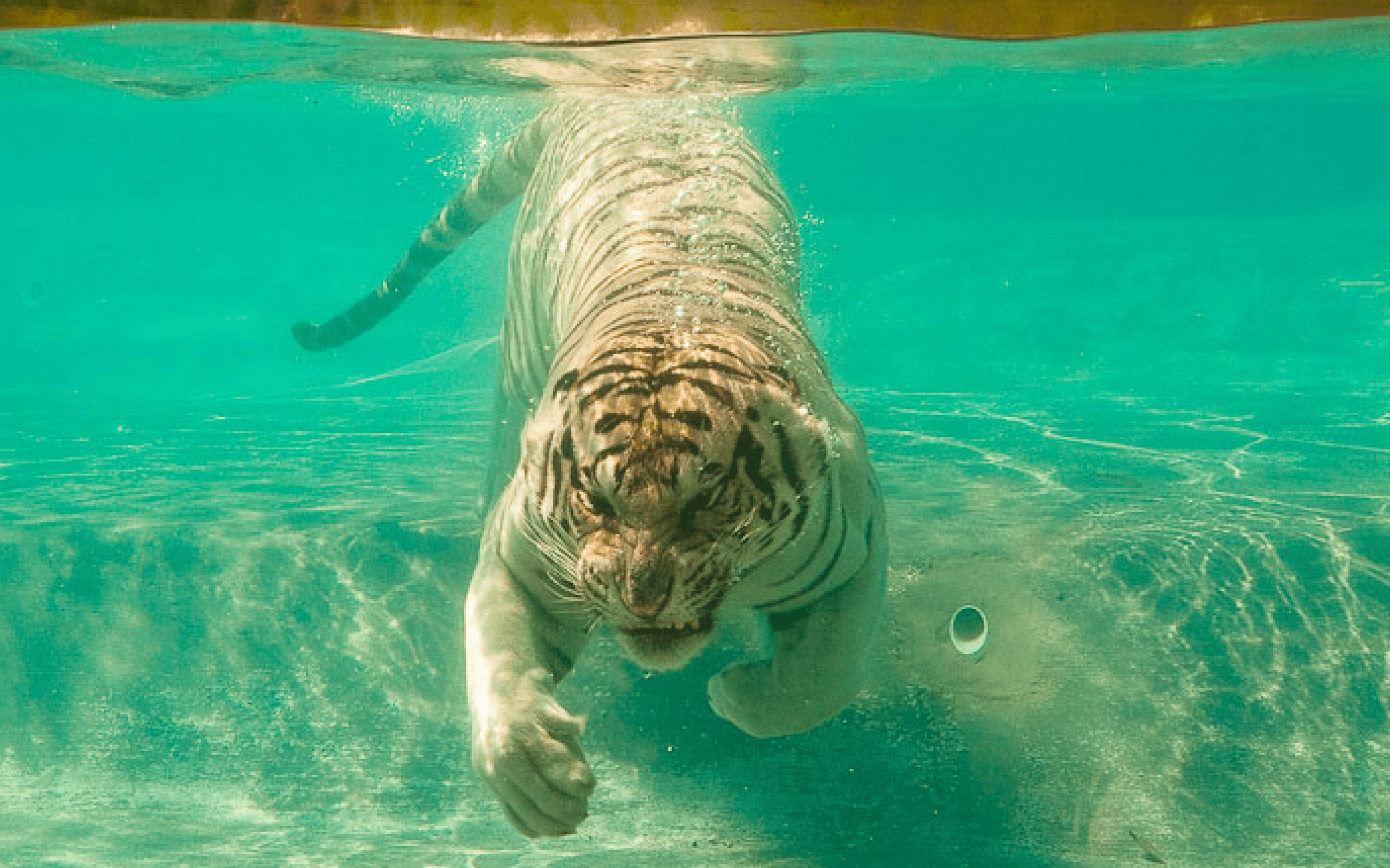 2560x1600 Tiger Under Water [2560x1600] via Classy Bro. Cool wallpaper, High quality wallpaper, Wallpaper