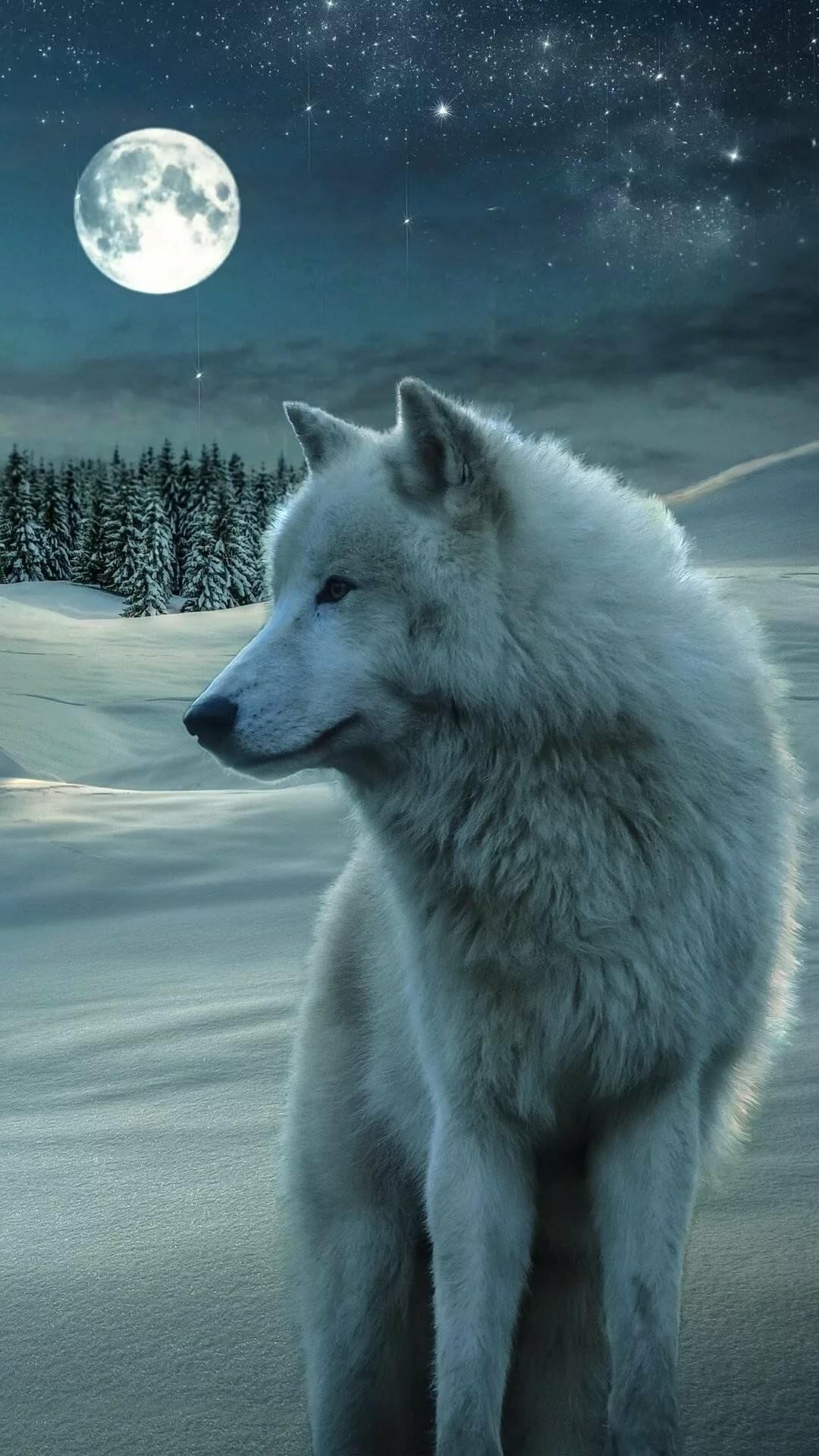 1080x1920 Wolf iPhone Wallpaper