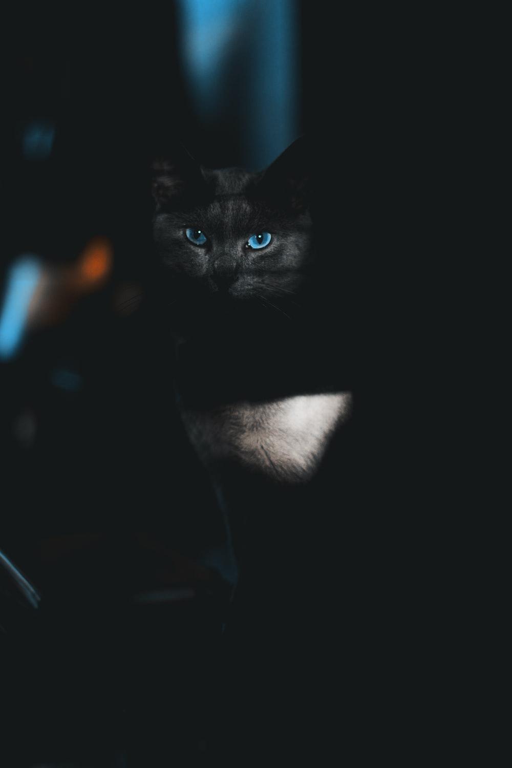 1000x1500 black cat with blue eyes photo