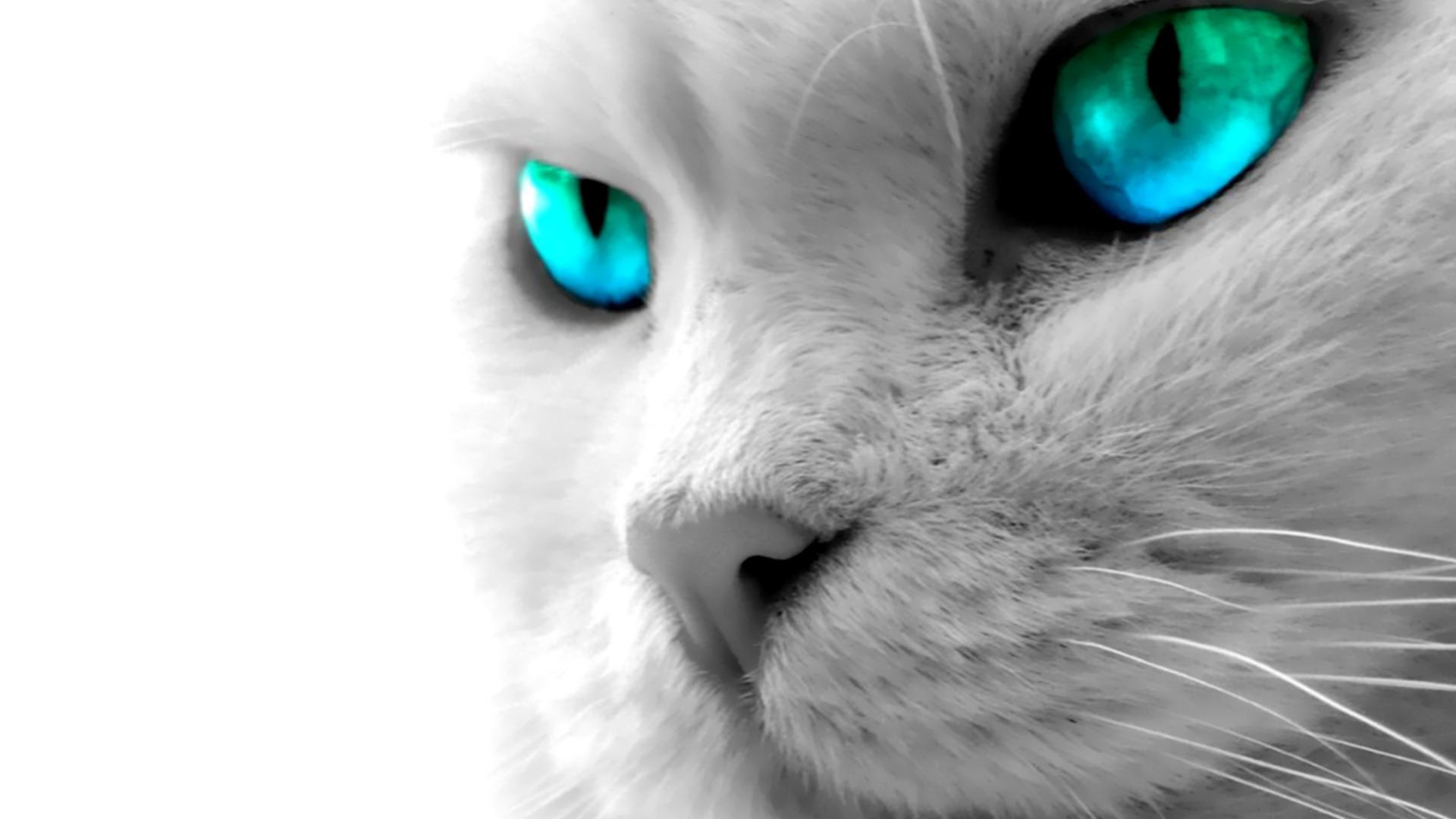 1920x1080 Blue Eyes Wallpaper Best Image About Cat Wallpaper Cat Wallpaper 1080p