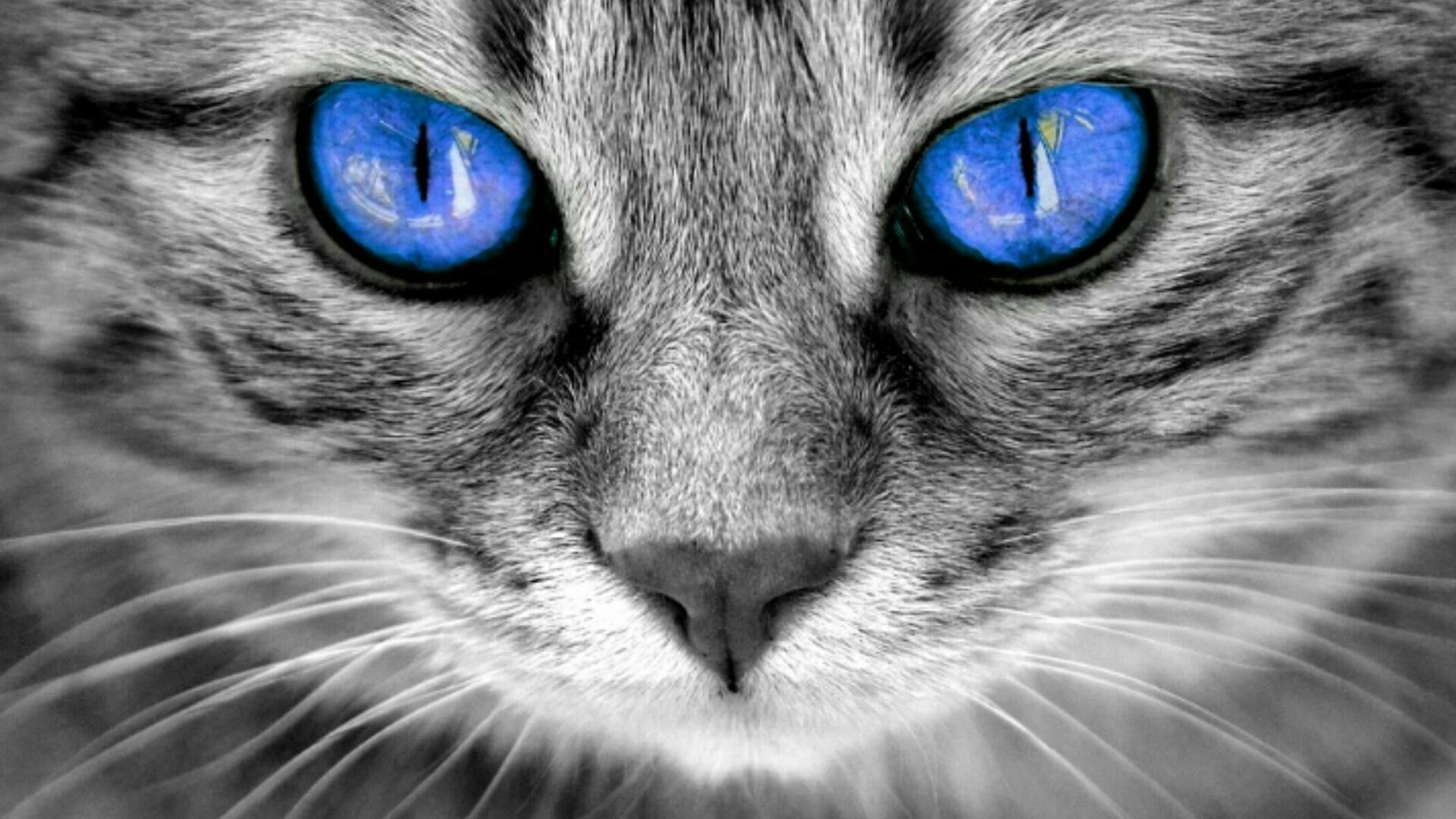 Cat Blue Eyes Wallpapers Top Free Cat Blue Eyes Backgrounds WallpaperAccess