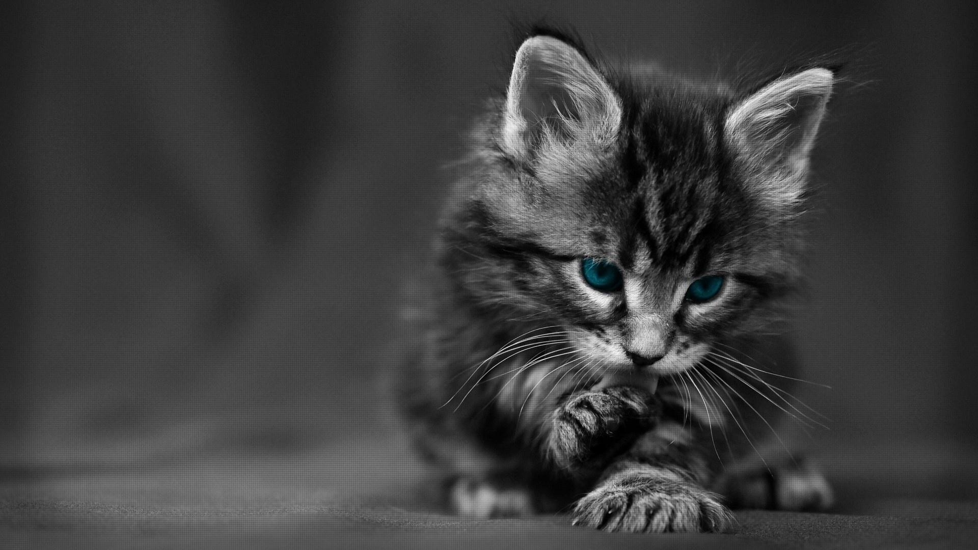 1920x1080 Cat Blue Eyes Live Wallpaper HD