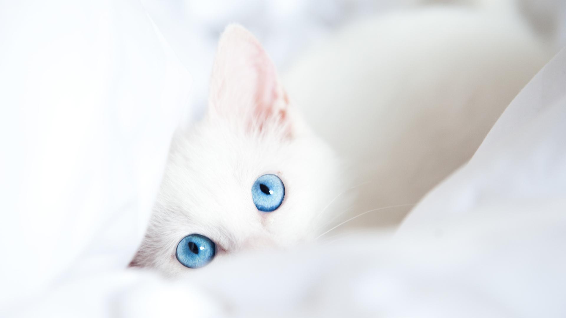 1920x1080 1920x1080 blanket, look, white, blue eyes, cat