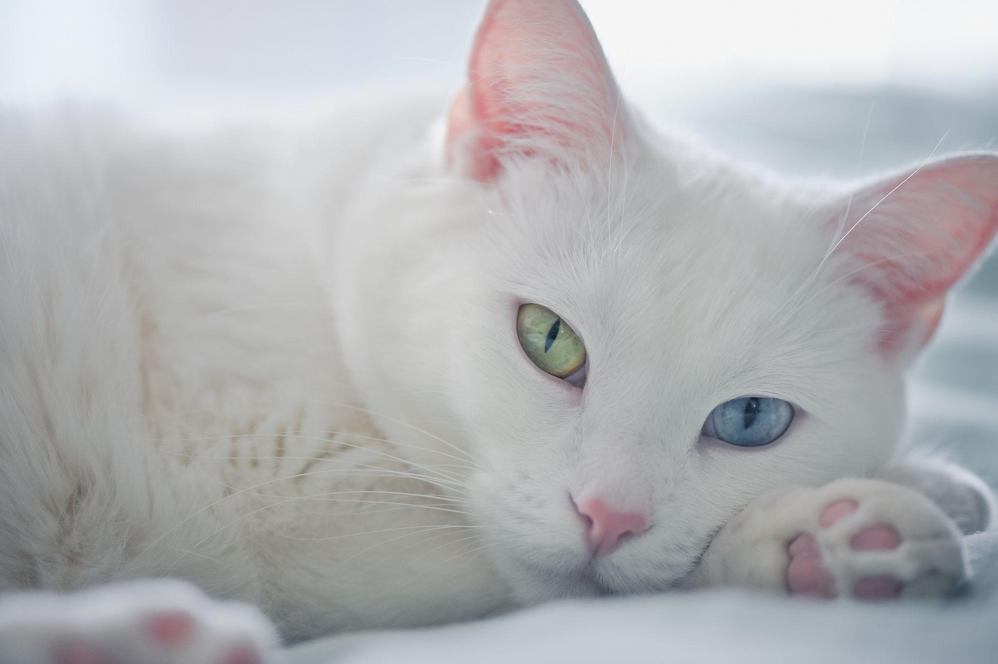 2048x1363 Kitten With Different Color Eyes Wallpaper