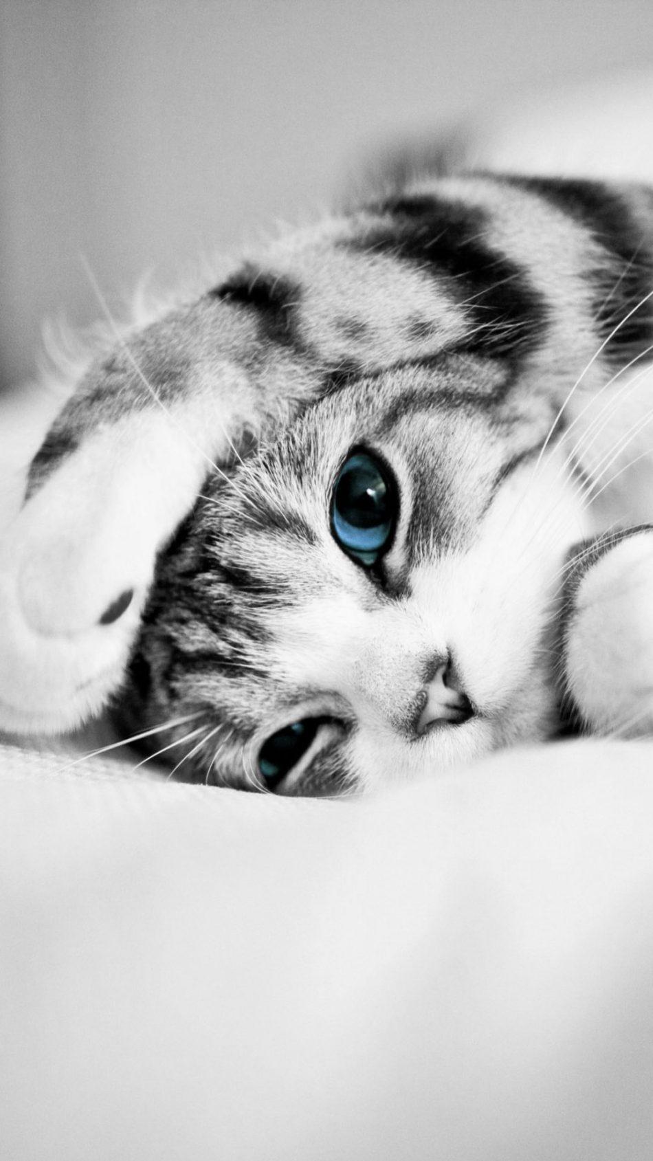 950x1689 Adorable Cute Blue Eyed Kitten 4K Ultra HD Mobile Wallpaper
