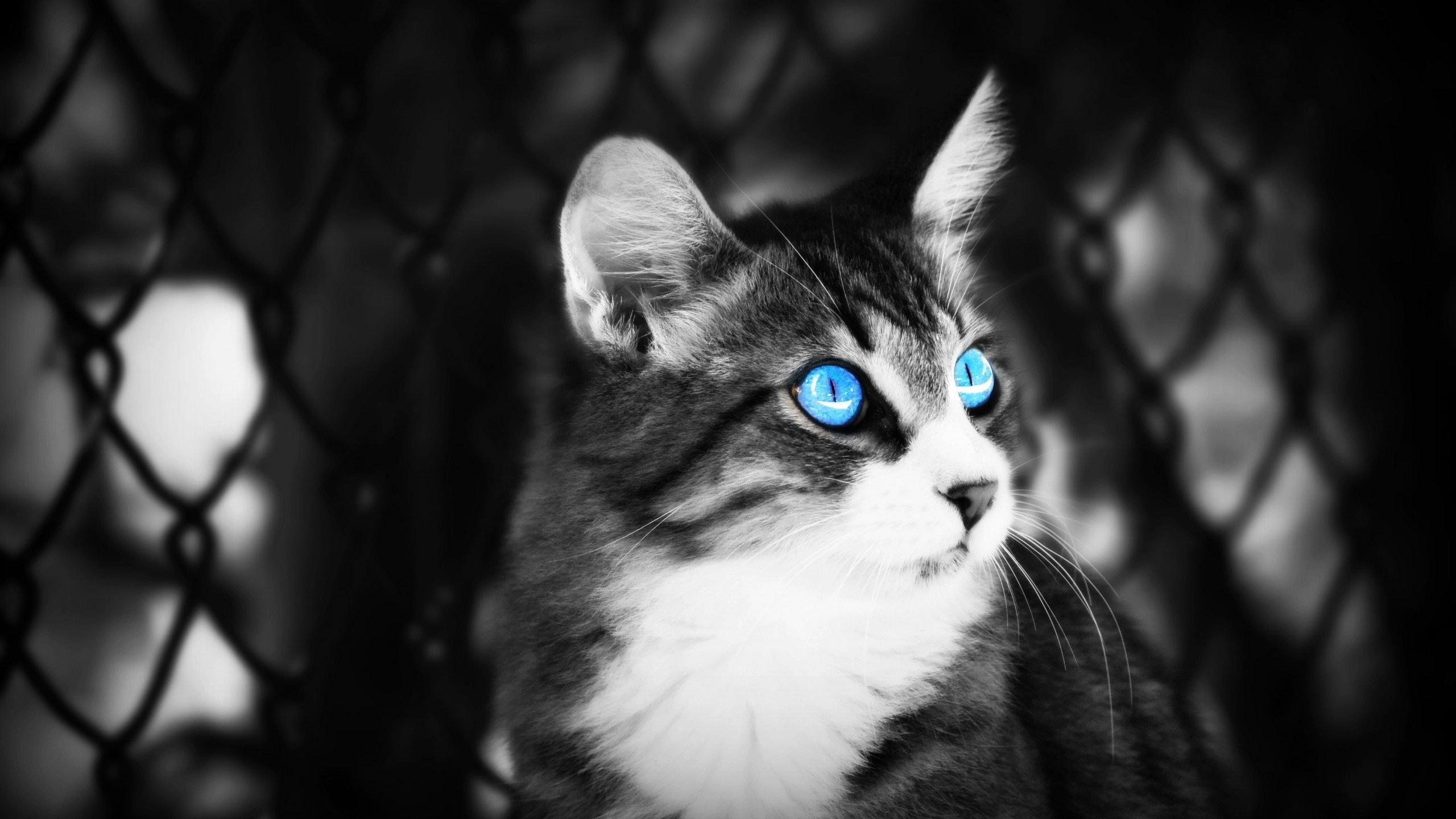 2560x1440 Cat With Blue Eyes Wallpaperx1440