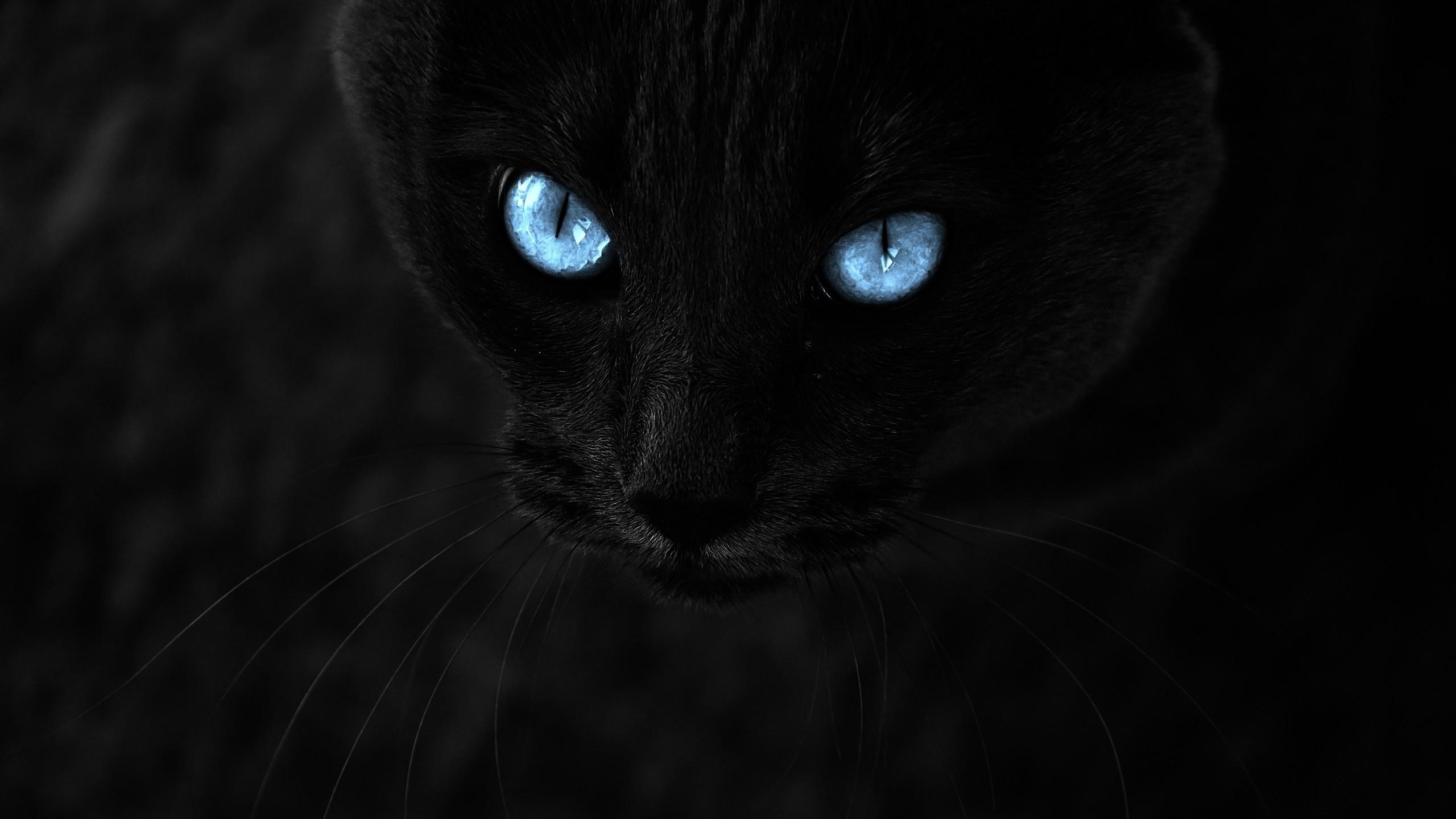 2560x1440 Download 2560x1440 Black Cat, Blue Eyes, Close Up, Muzzle, Cats Wallpaper For IMac 27 Inch