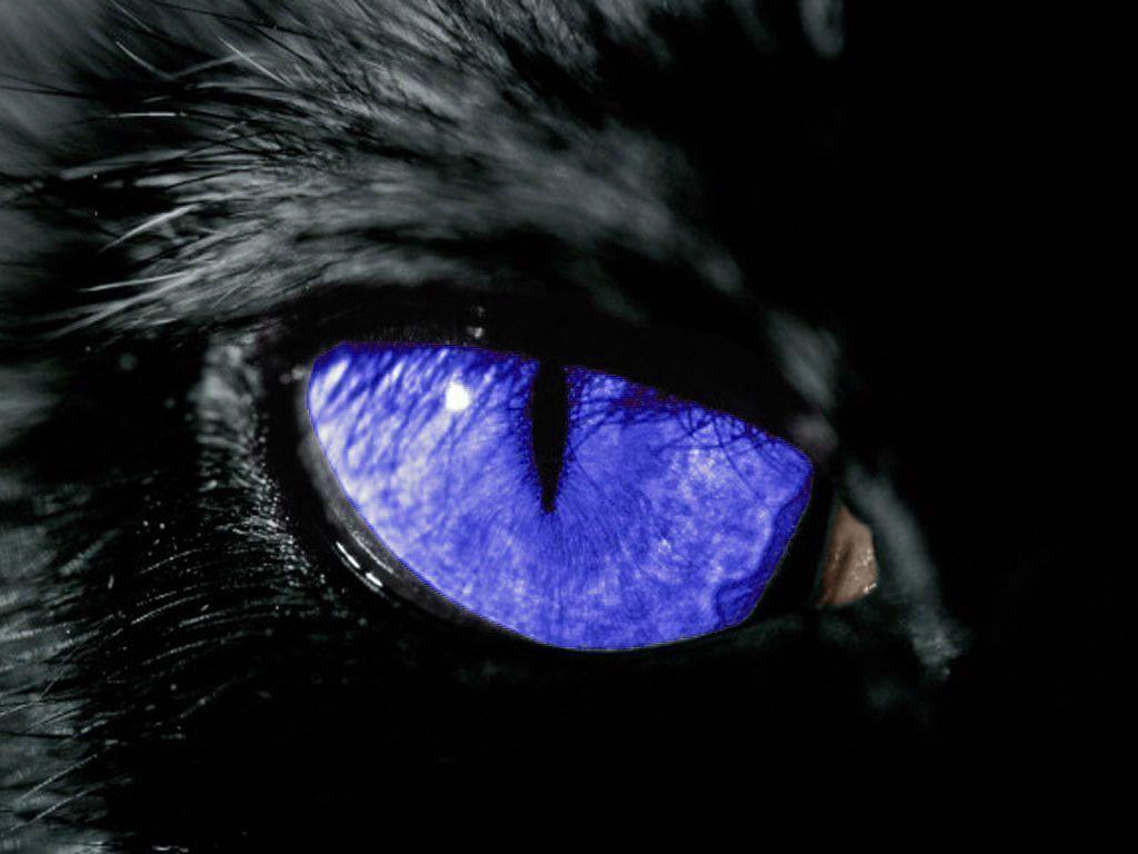 1024x768 Wallpaper Black Cat Wallpaper. Cat with blue eyes, Eyes wallpaper, Scary eyes