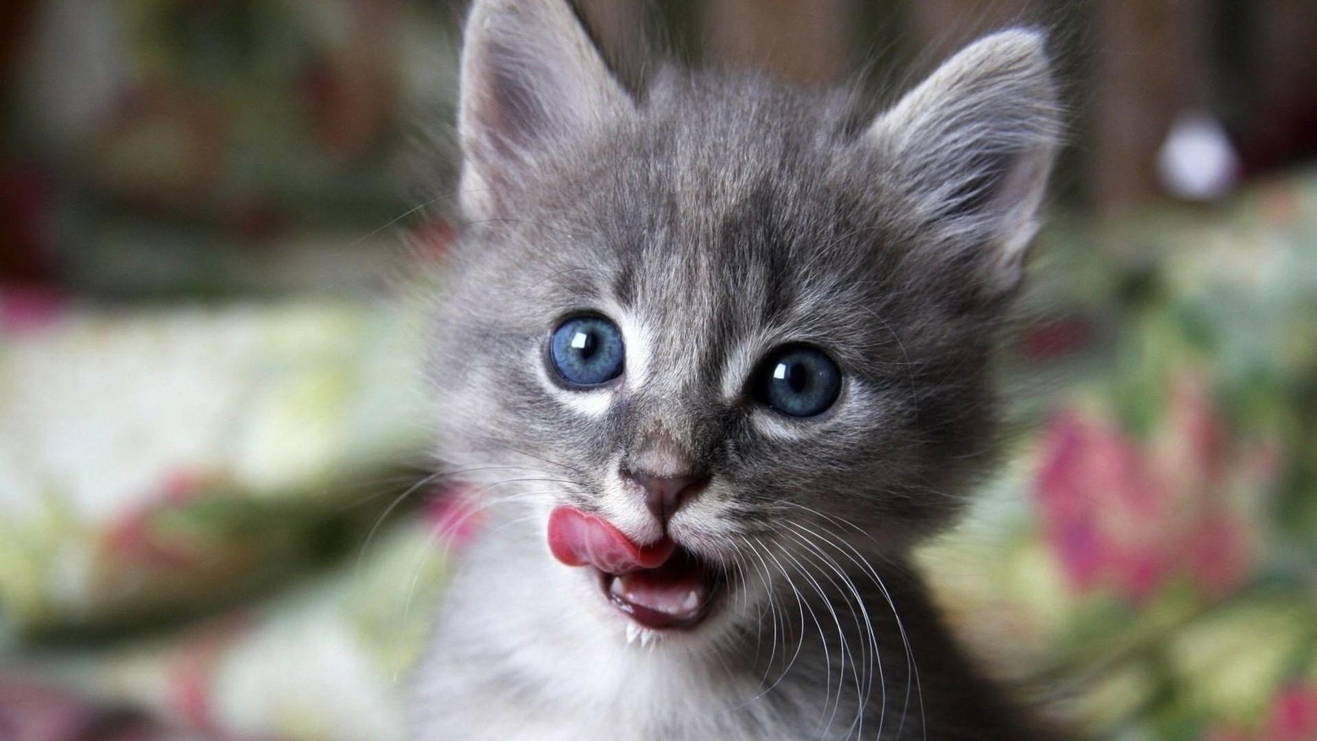 1920x1080 Download Wallpaper, Download 1920x1080 nature cats blue eyes animals kittens 1920x1080 wallpaper Wallpaper –Free Wallpaper Download