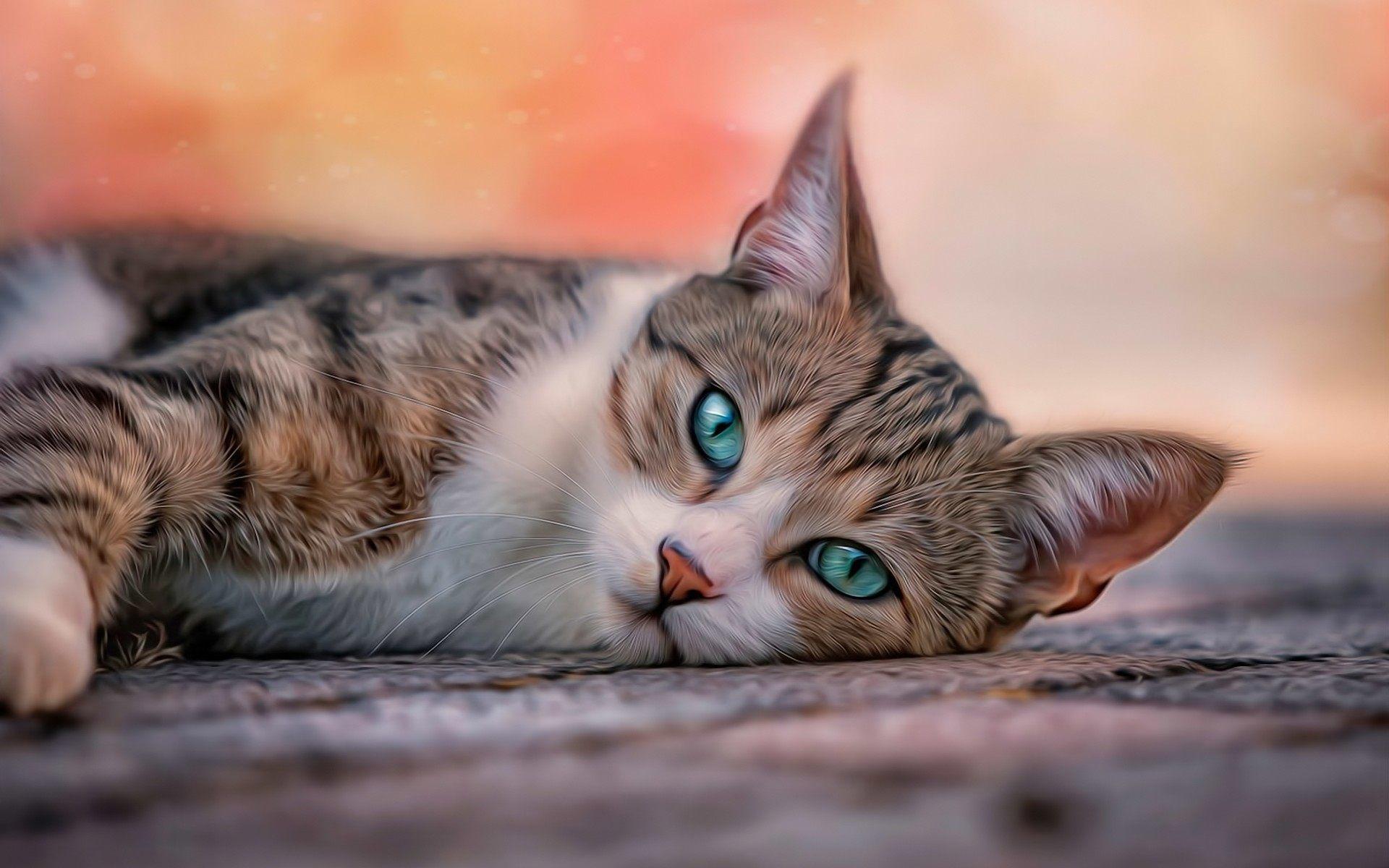 Cat Blue Eyes Wallpapers Top Free Cat Blue Eyes Backgrounds