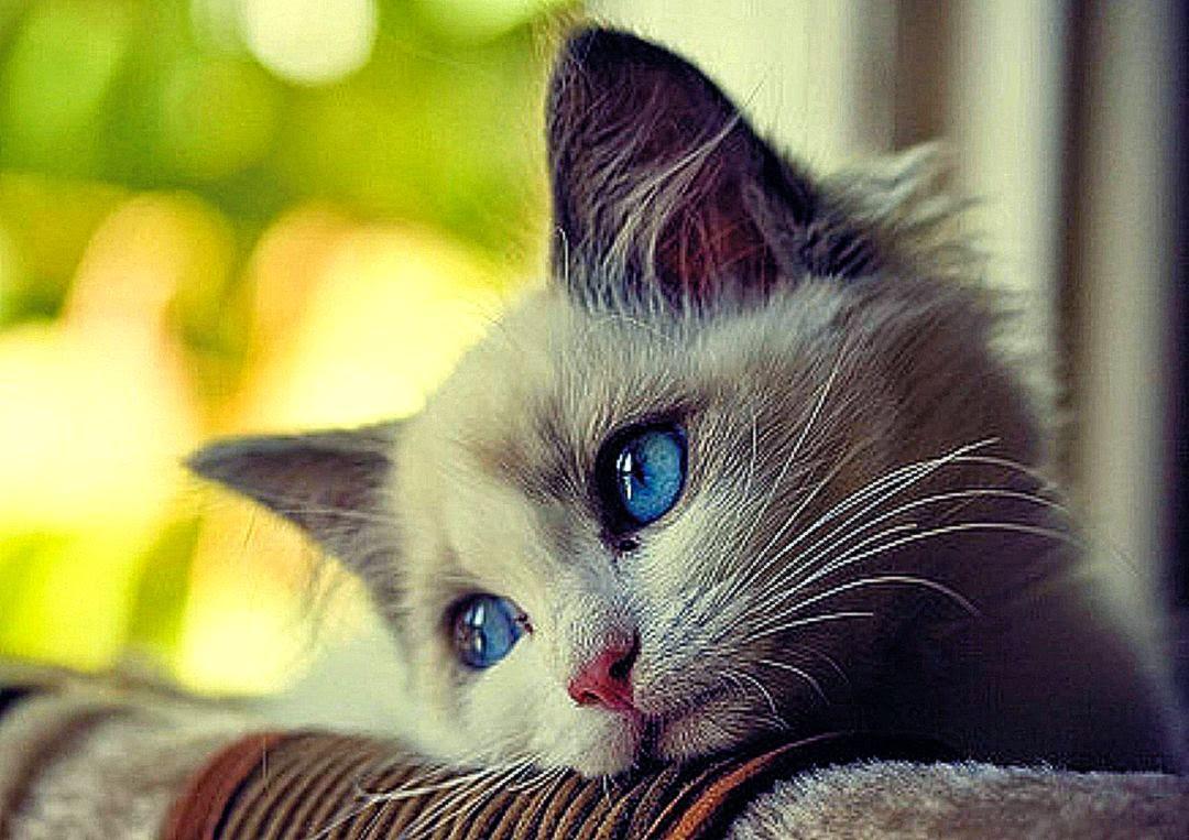 Cat Blue Eyes Wallpapers Top Free Cat Blue Eyes Backgrounds