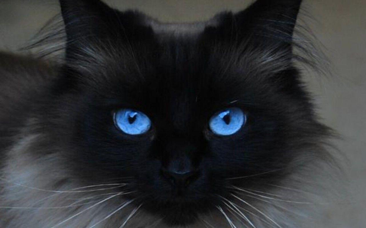 1280x800 I want a black cat with blue eyes ideas. black cat, pretty cats, crazy cats