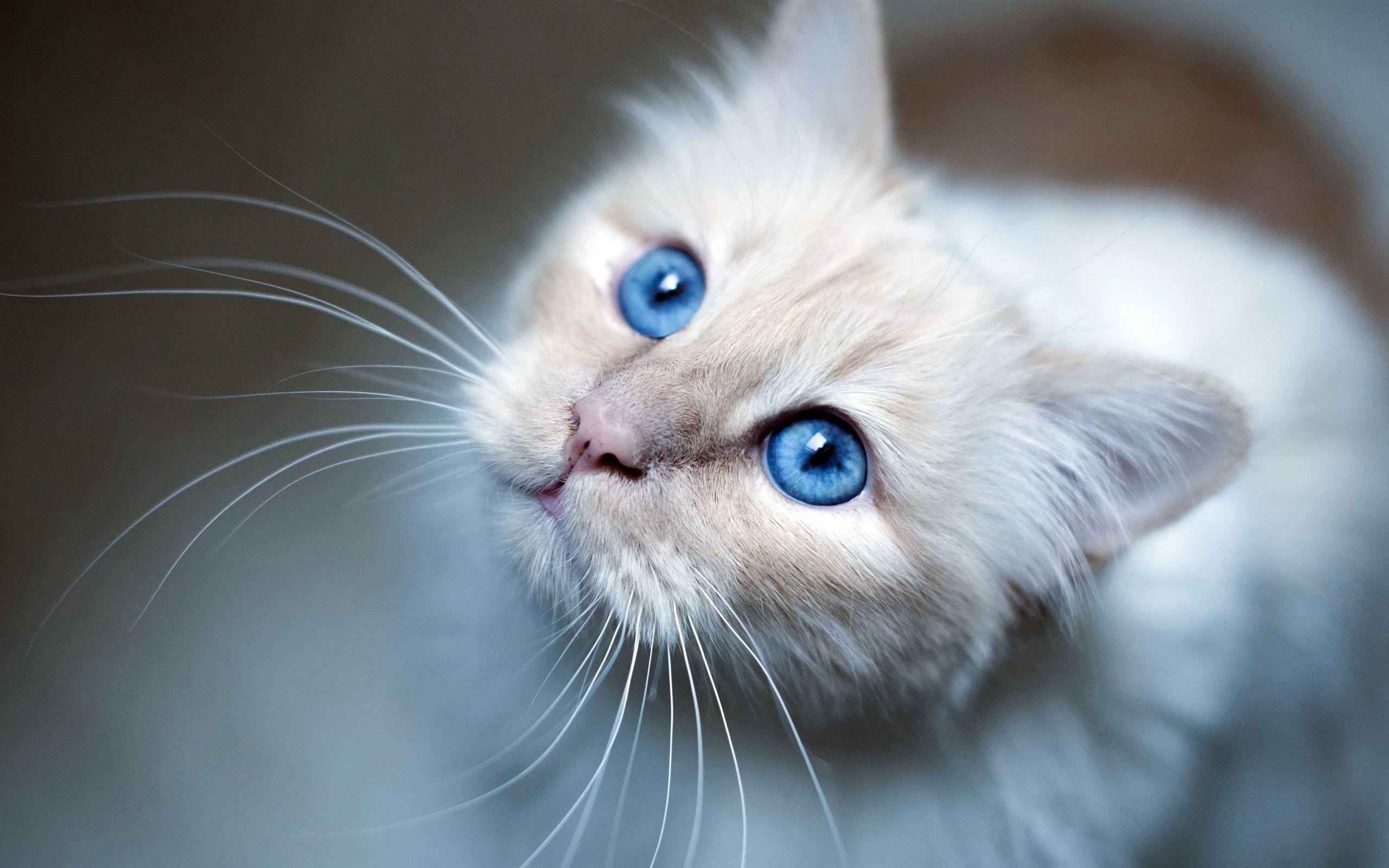 2560x1600 Burmese Cat Blue Eyes 2020 Animal HD Photography