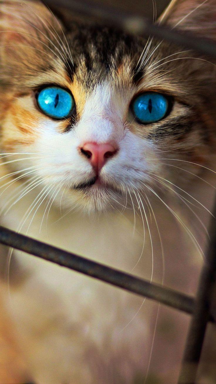736x1308 Cat Blue Eyes, HD Animals Wallpaper Fotos und Bilder - #animals #bilder #fotos #wallpaper - #new. Cat with blue eyes, Cute cats, Beautiful cats