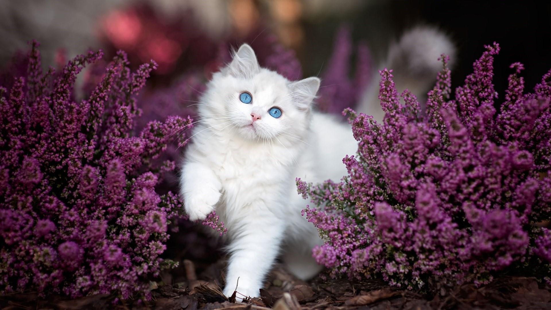 1920x1080 Blue Eyes White Cat Kitten Is Standing Between Purple Flowers Plants HD Kitten Wallpaper
