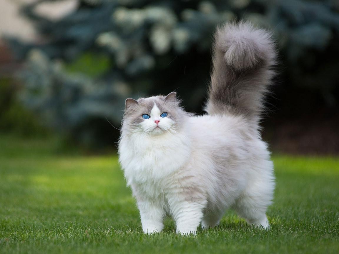 1152x864 White and gray Persian cat wallpaper, grass, green, animals, blue eyes • Wallpaper For You HD Wallpaper For Desktop & Mobile