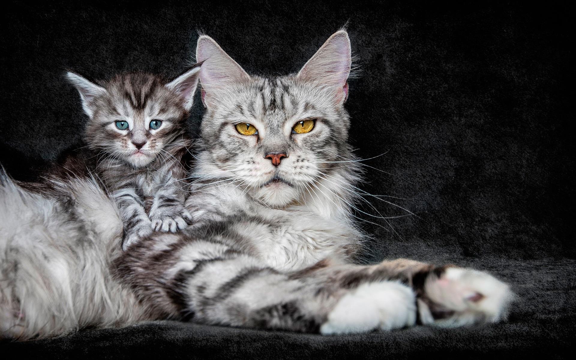 1920x1200 Wallpaper Yellow eyes cat, blue eyes kitten 1920x1200 HD Picture, Image