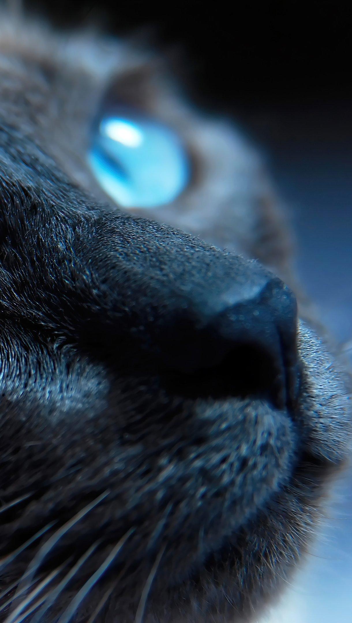 1220x2160 Cat with blue eyes Wallpaper 4k Ultra HD