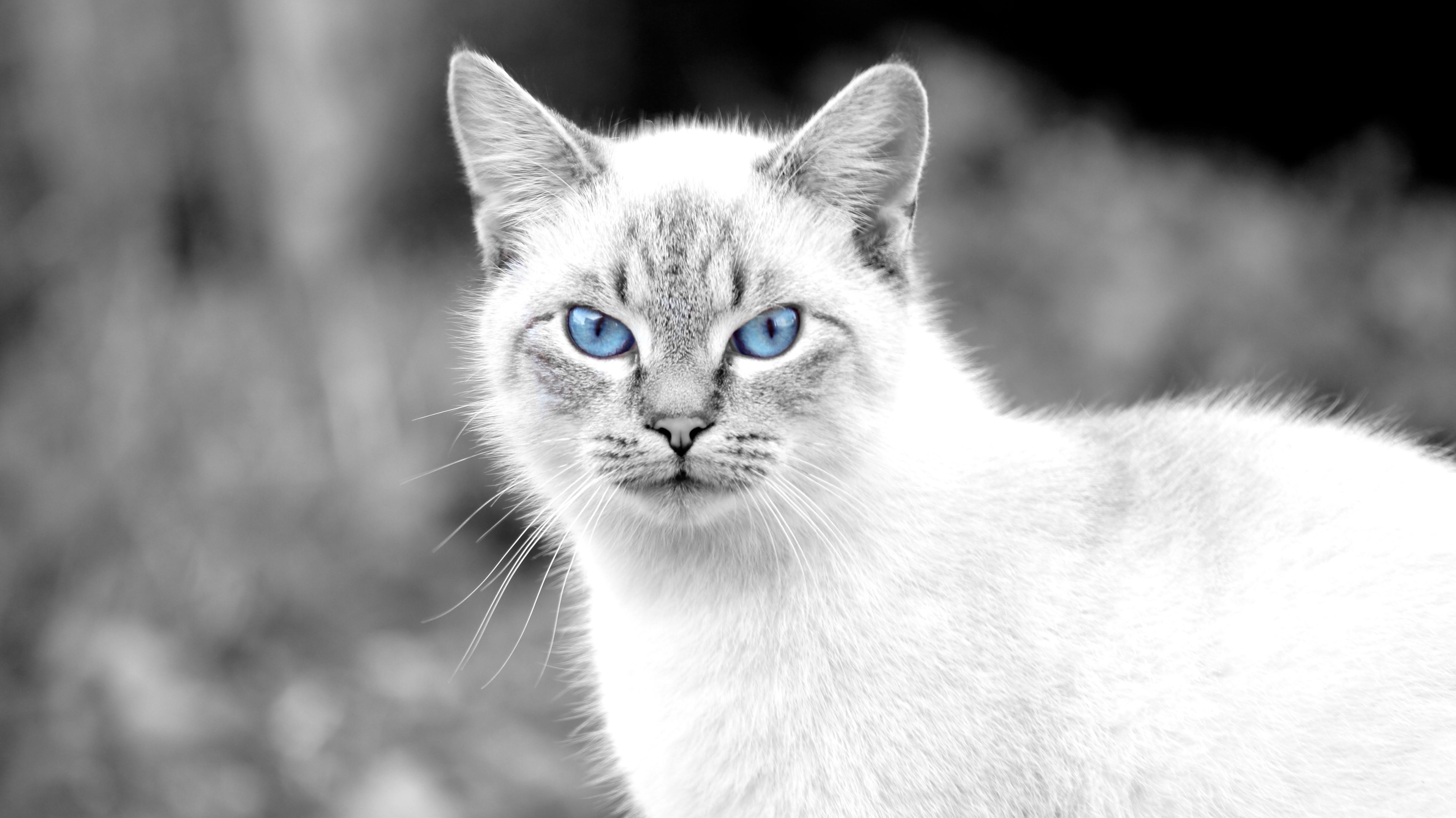 4912x2760 cat, Animals, Blue Eyes Wallpaper HD / Desktop and Mobile Background