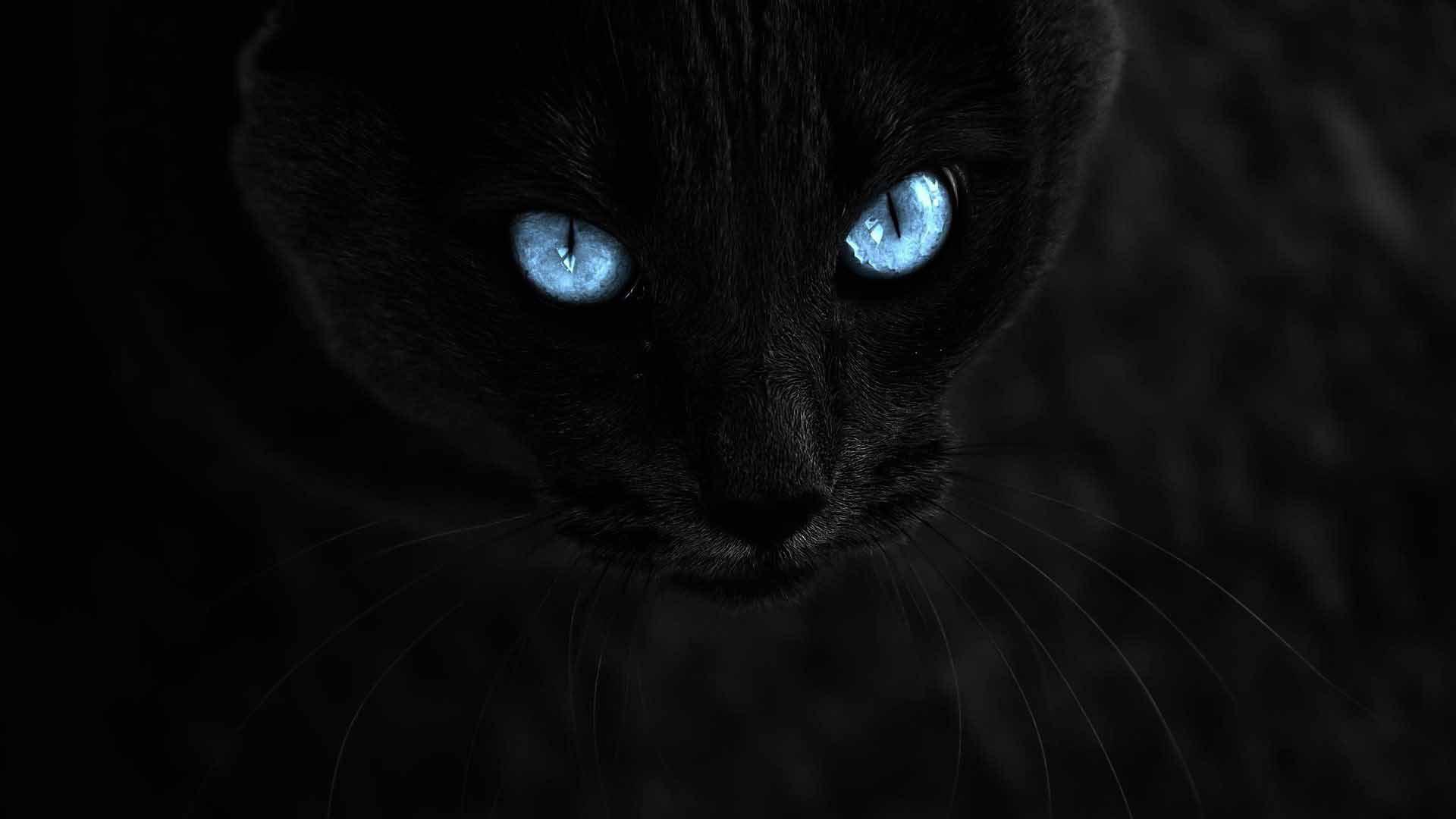 1920x1080 Free download Black cat with blue eyes on a black background wallpaper and image [1920x1080] for your Desktop, Mobile & Tablet. Explore Black Cat Eyes Wallpaper. Cute Black Wallpaper