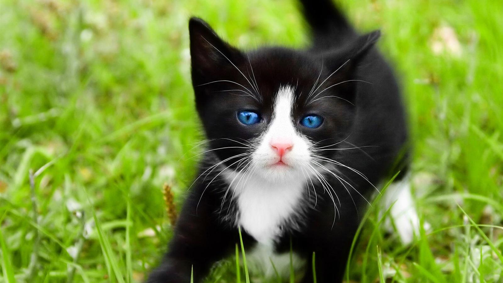 1600x900 Wallpaper Black cat, blue eyes 1920x1200 HD Picture, Image