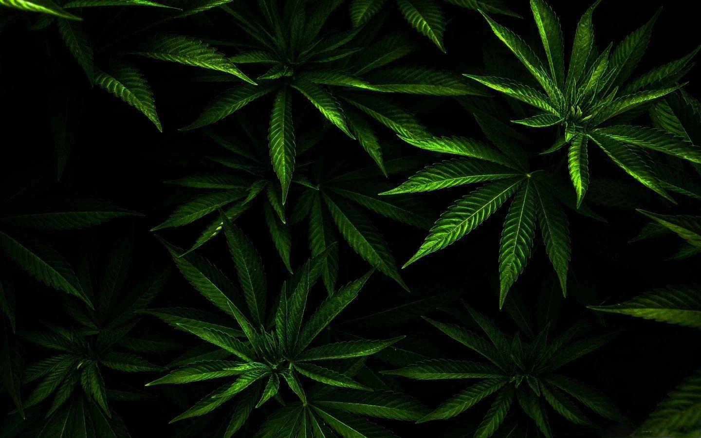 Dope Weed Wallpapers - Top Free Dope Weed Backgrounds - WallpaperAccess