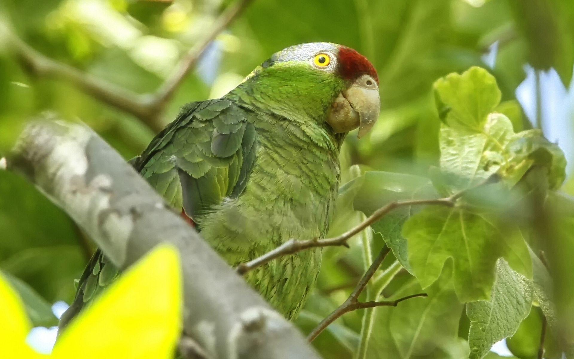 1920x1200 Exotic Green Parrot wallpaper