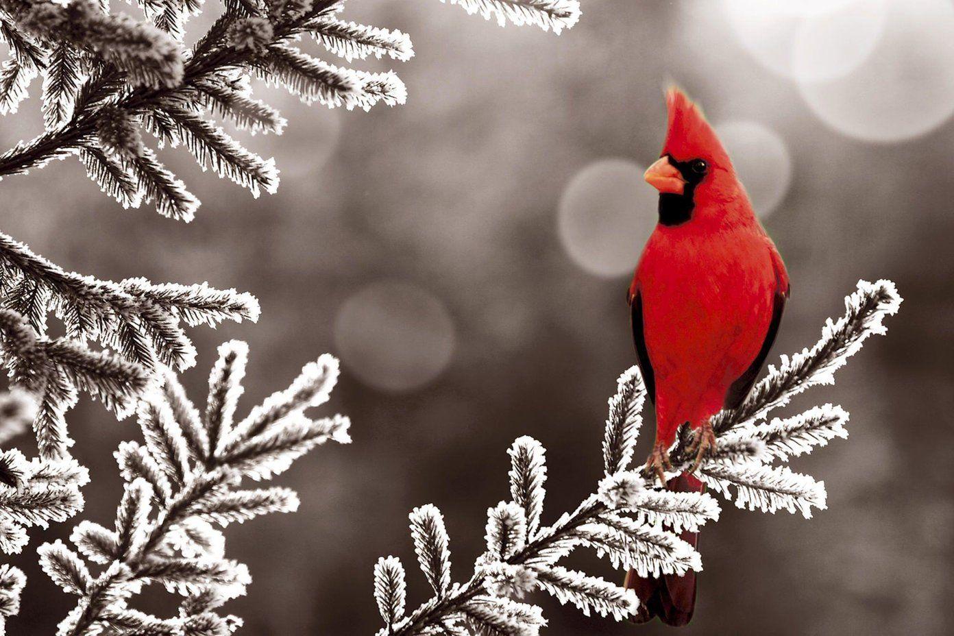 1392x928 Beautiful HD and 4K Wallpaper of Exotic Birds That You Should