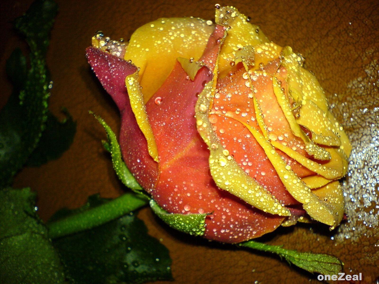 1600x1200 Download Beautiful Yellow Roses Wallpaper for your Desktop Mobiles