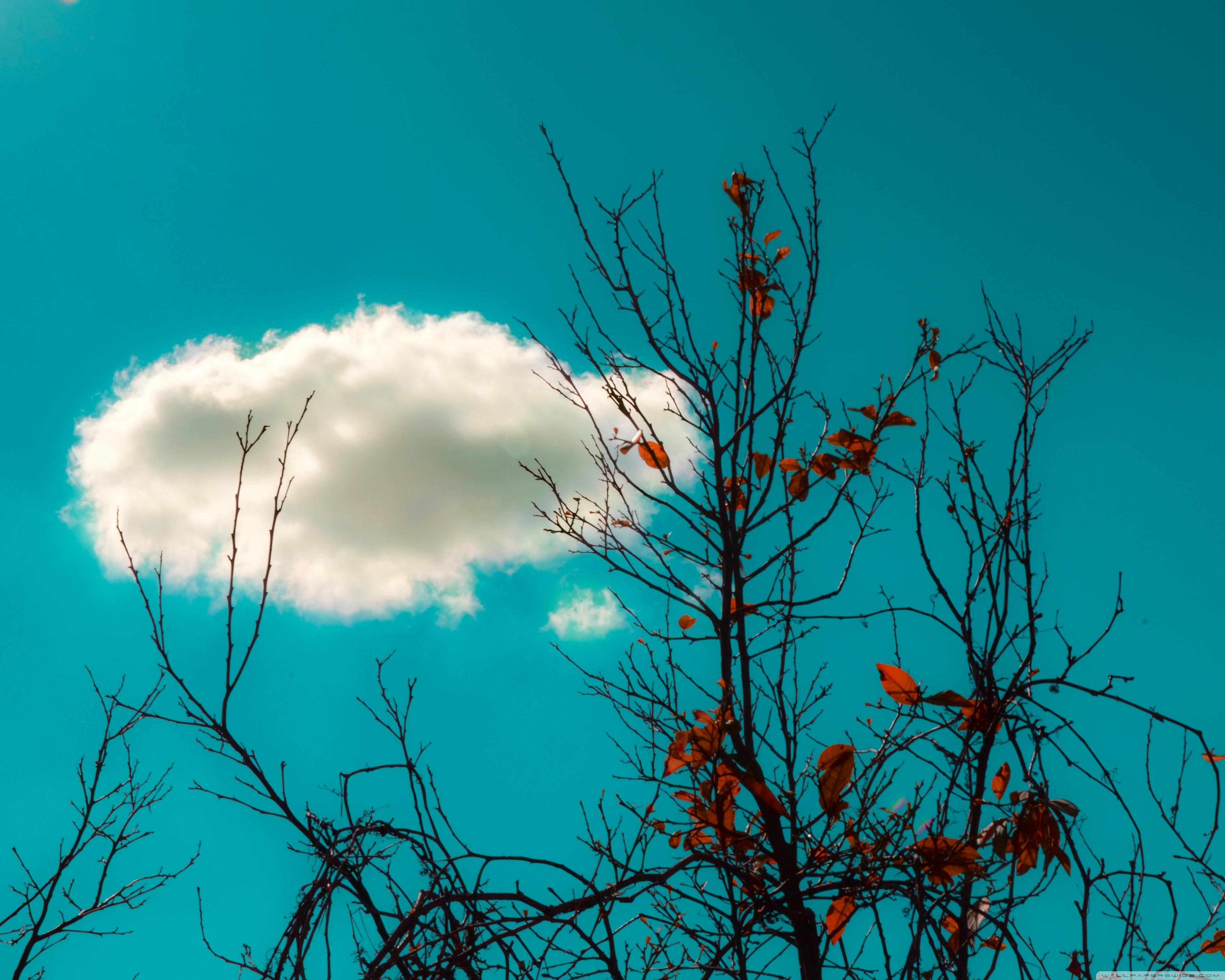 облако на ветке. небо весной. небо весной. весеннее небо. ветки облака.