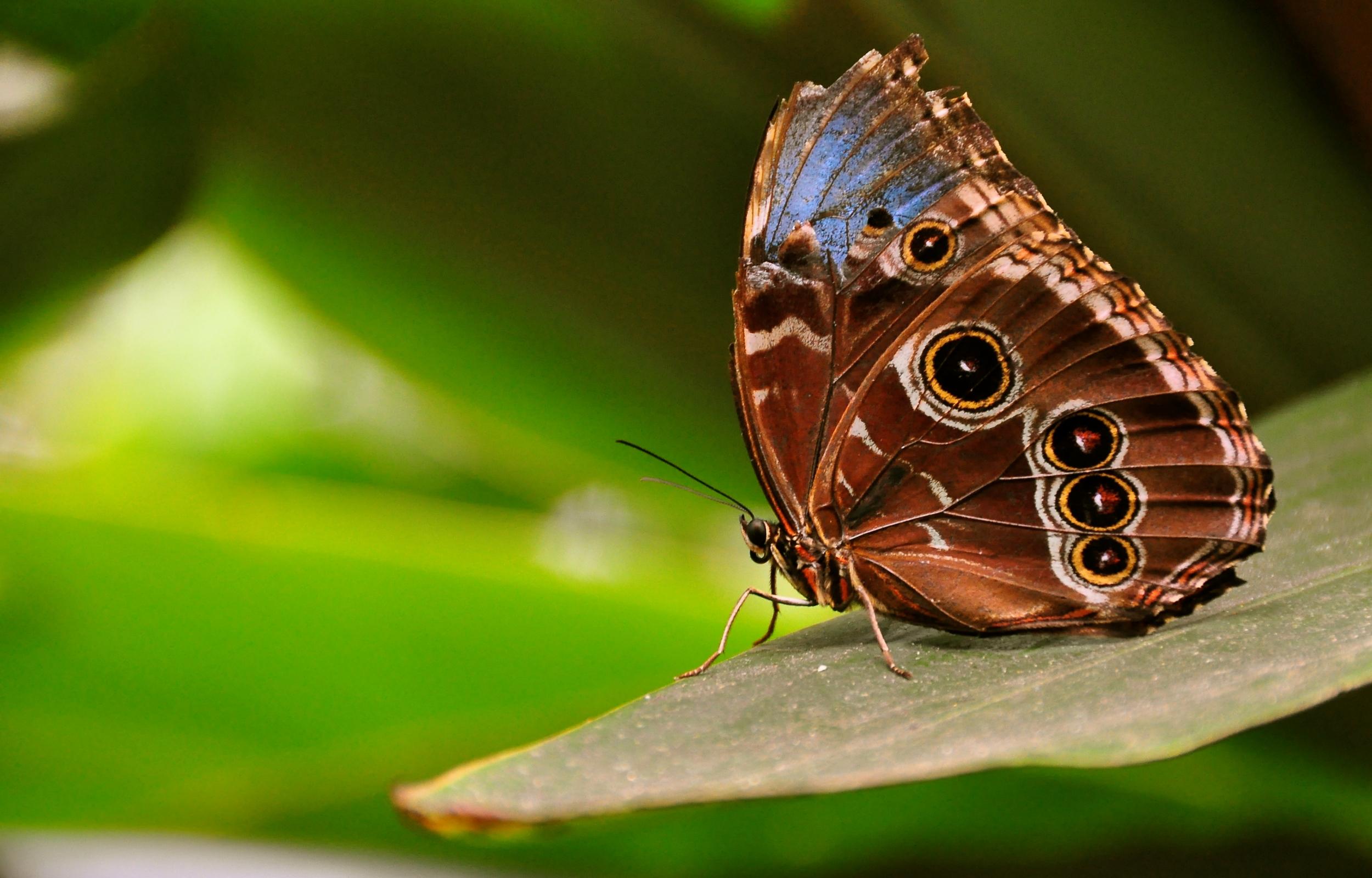 2500x1600 Butterfly On Leaf