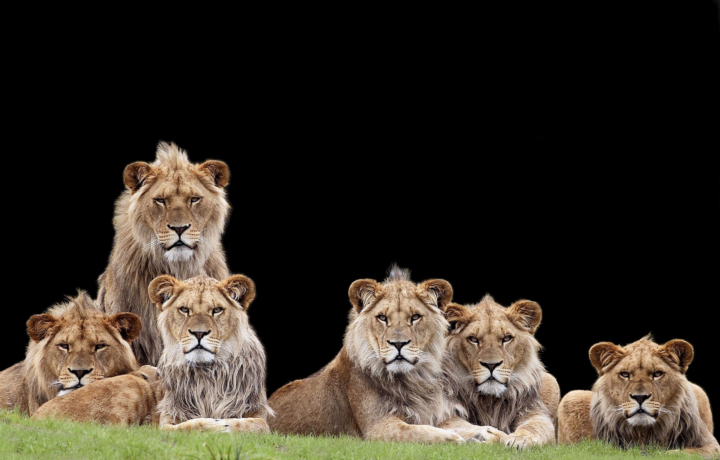 2500x1600 Lion HD Wallpaper