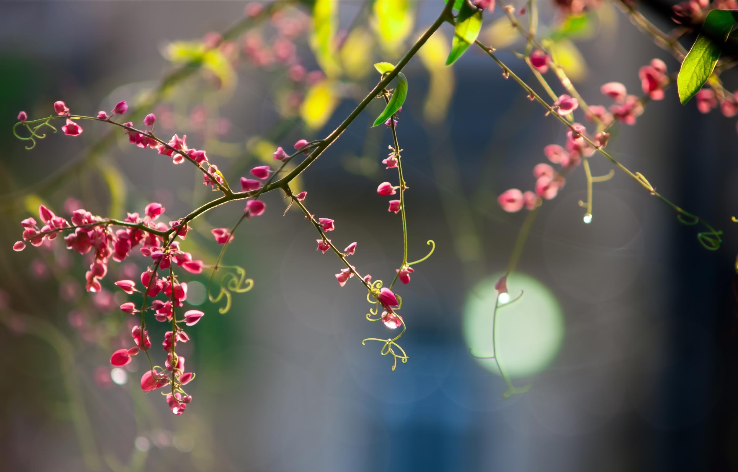 2500x1600 Twig Pink Flowers Wallpaper