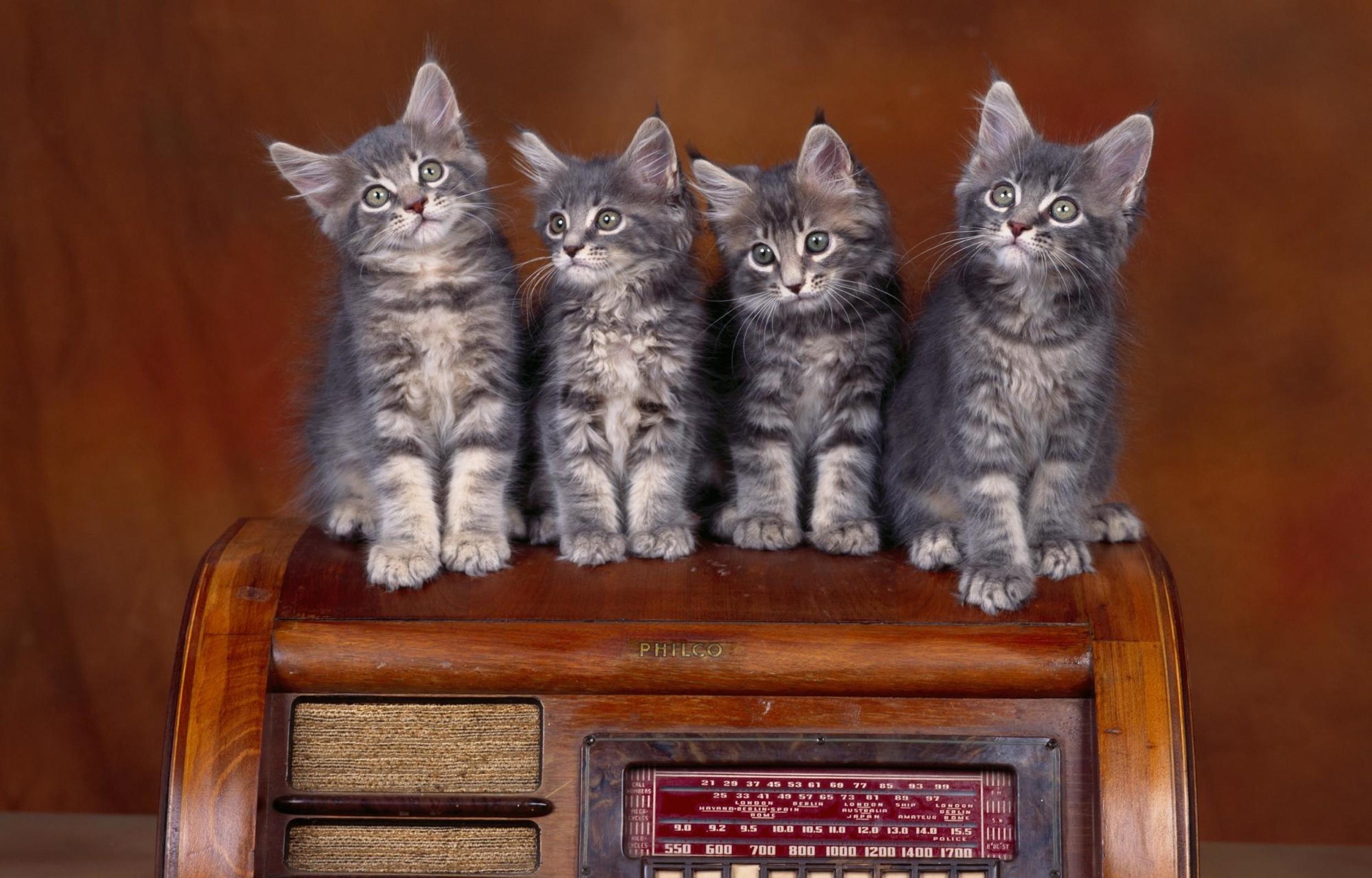 2500x1600 cats animals 2500x1600 wallpaper High Quality Wallpaper, High Definition Wallpaper