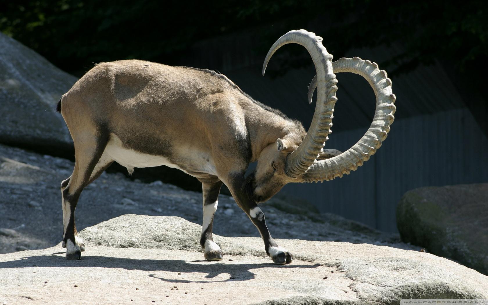 1680x1050 Alpine Ibex Ultra HD Desktop Background Wallpaper for 4K UHD TV : Widescreen & UltraWide Desktop & Laptop : Tablet