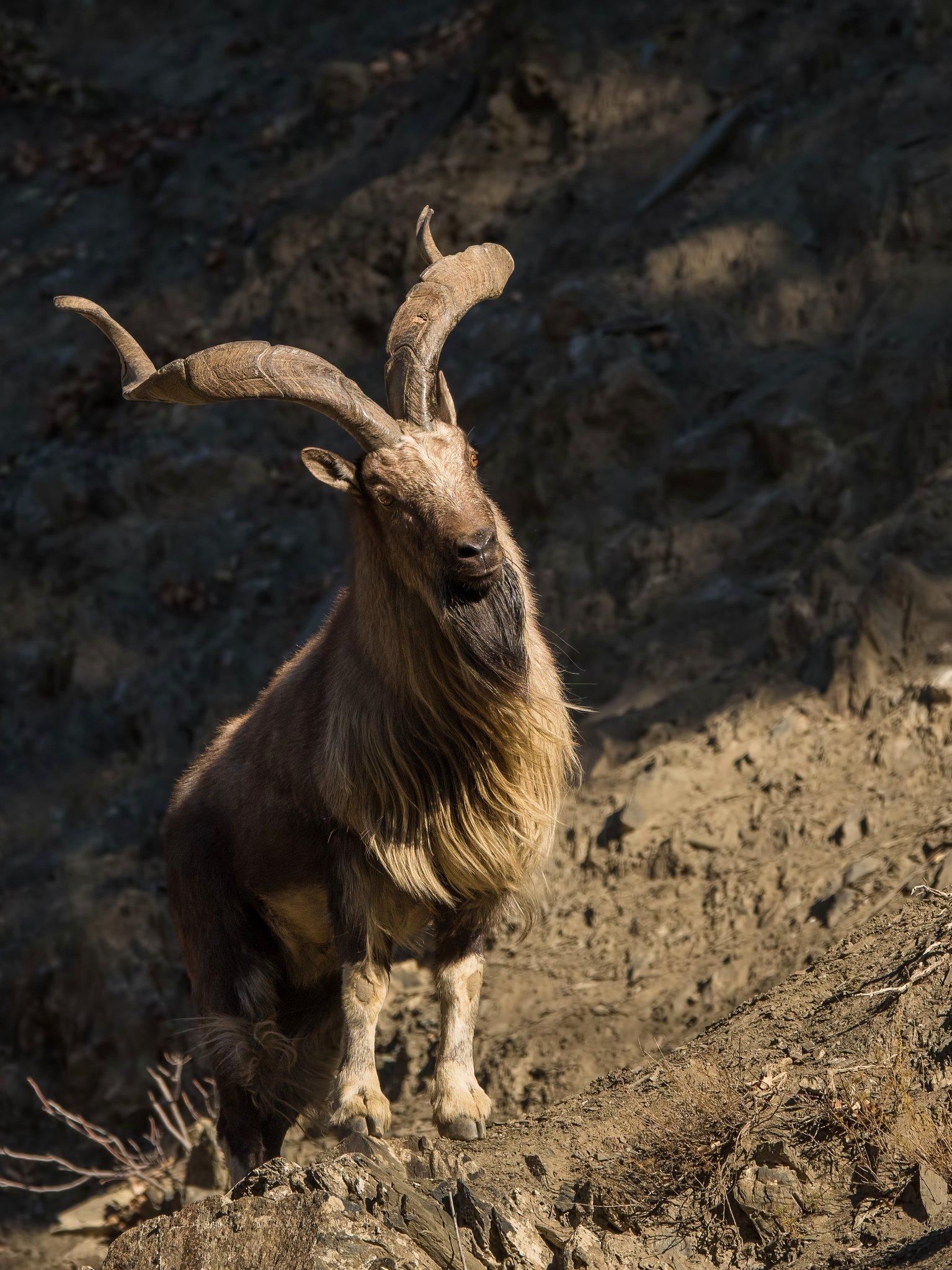 Markhor Wallpapers - Top Free Markhor Backgrounds - WallpaperAccess