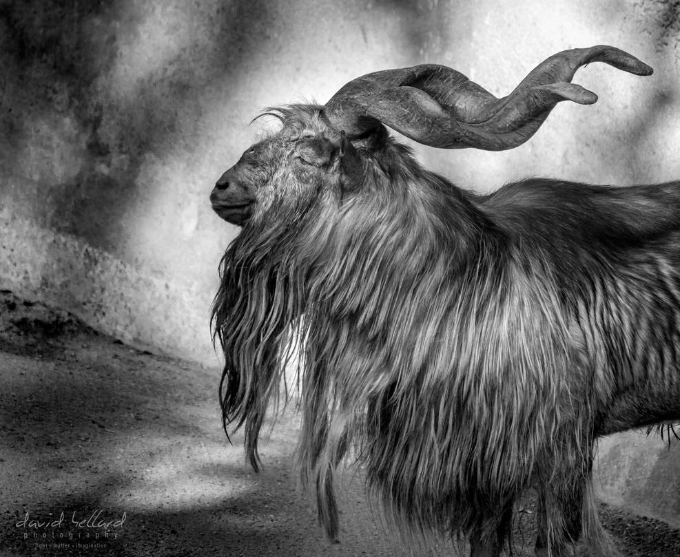 987x809 Mr. Markhor HELLARD PHOTOGRAPHY