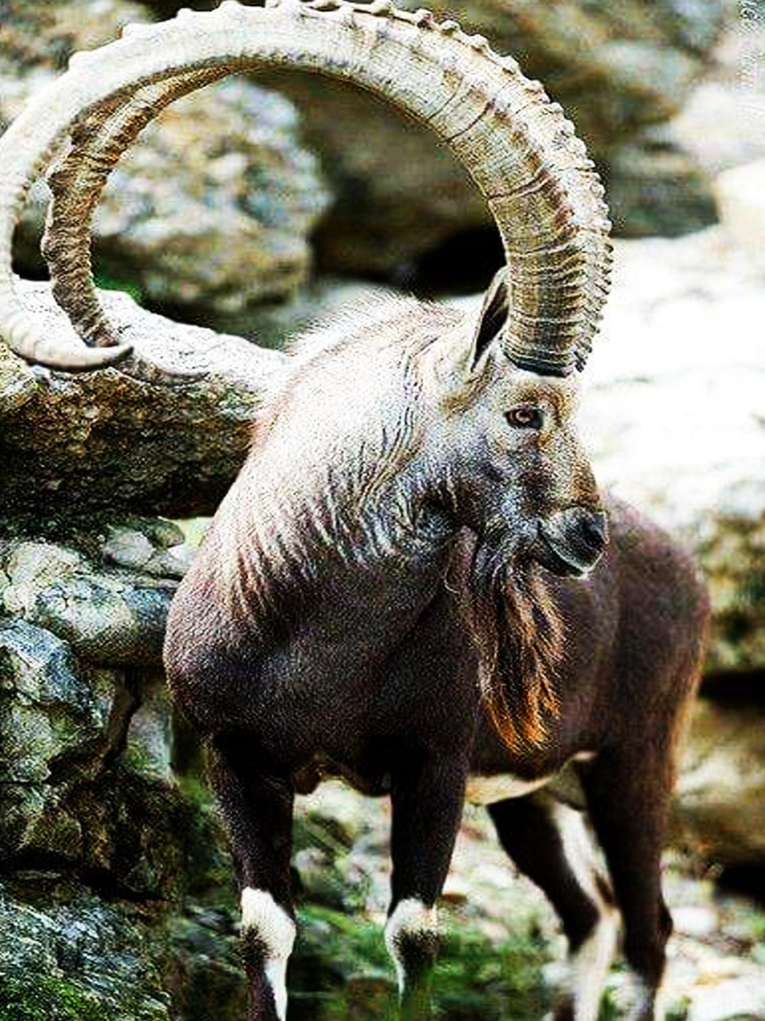 Markhor Wallpapers - Top Free Markhor Backgrounds - WallpaperAccess