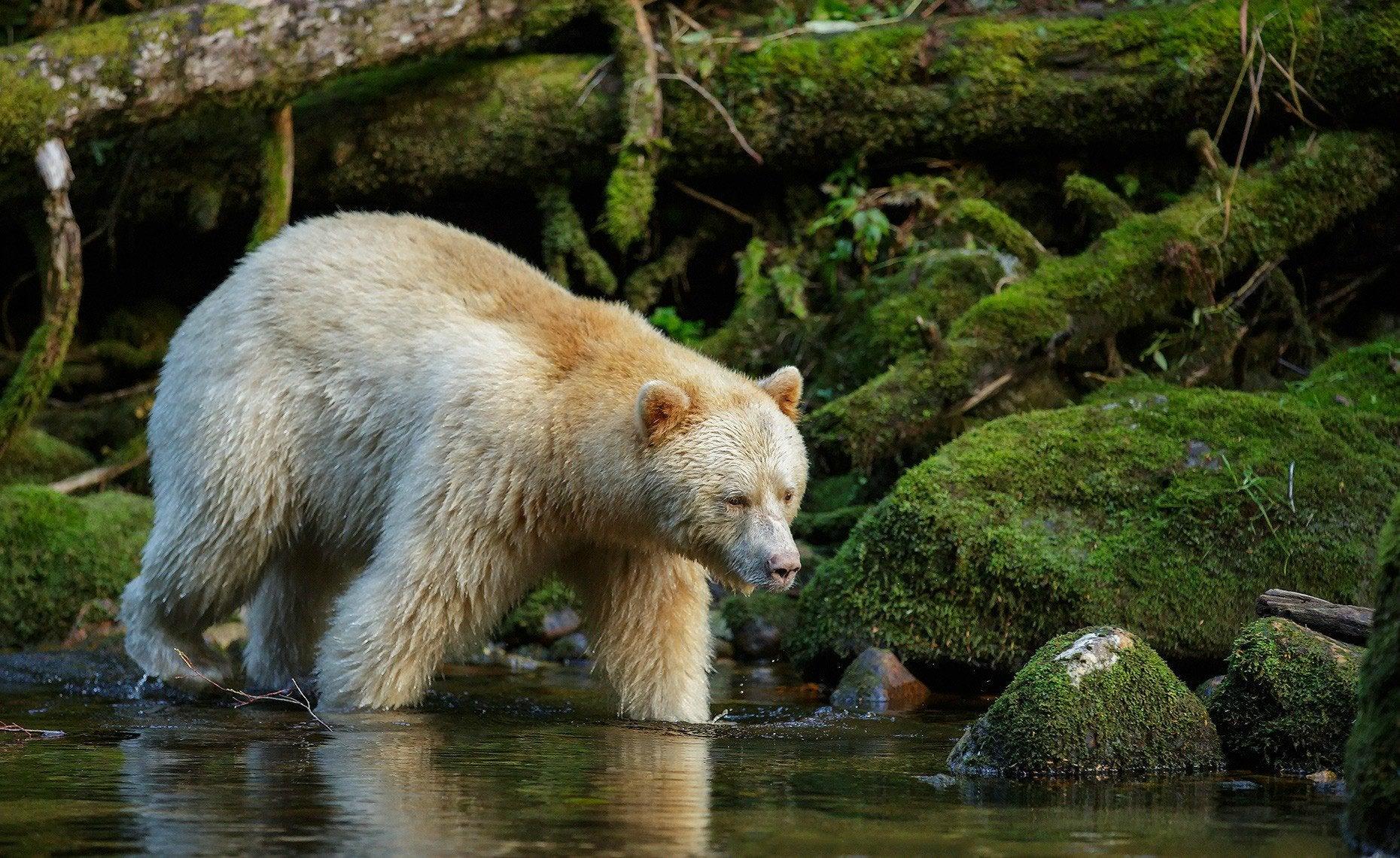 1860x1140 The South Canadian Spirit Bear