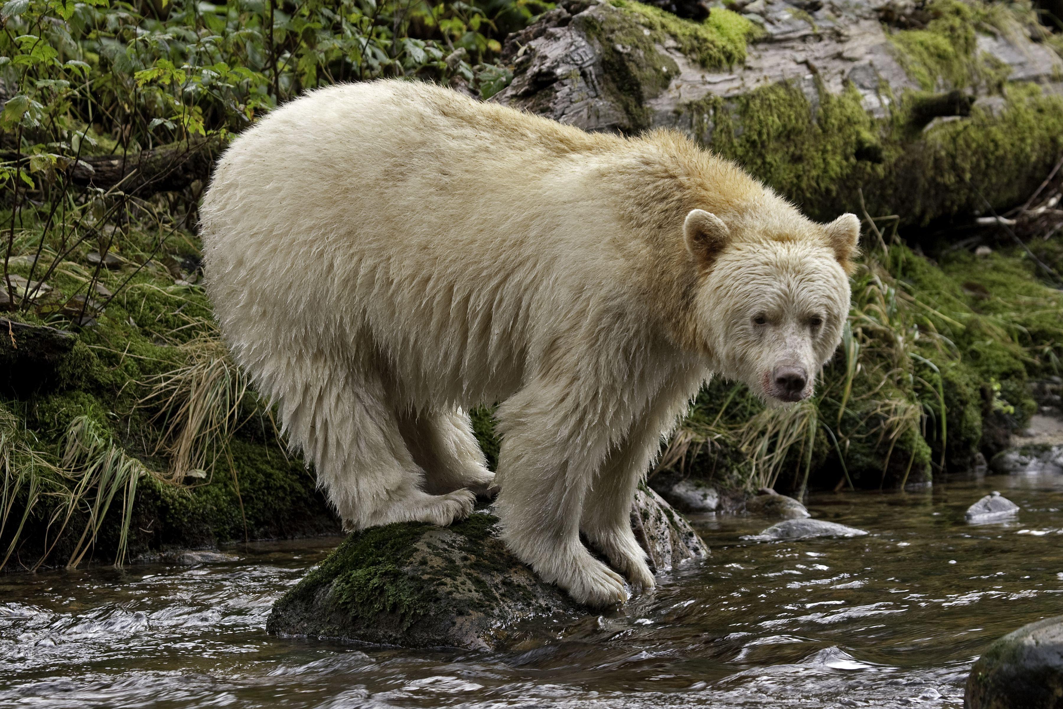 3600x2400 Kermode Bears