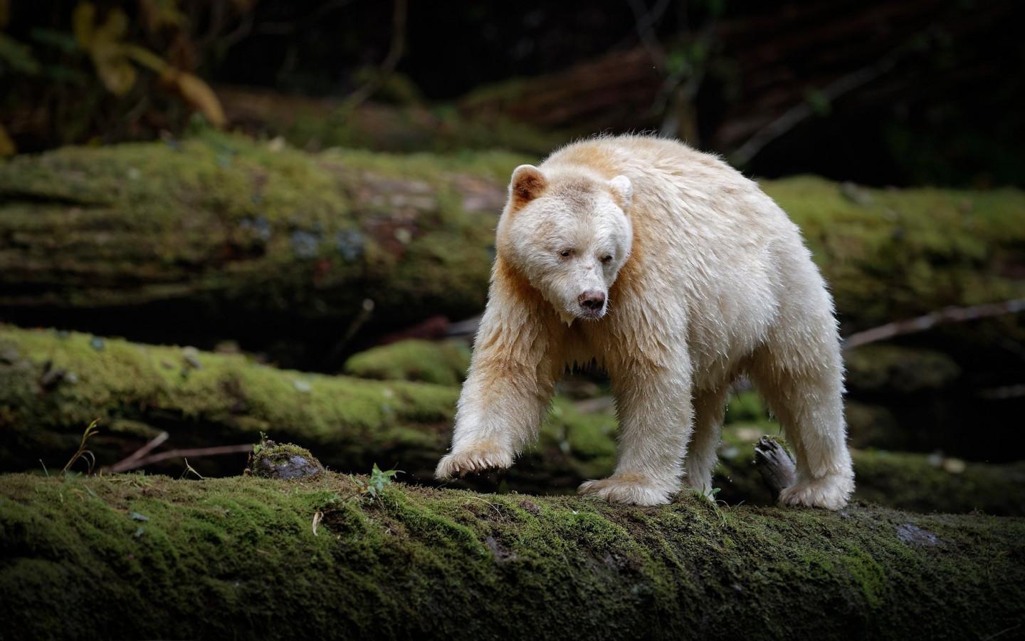 1440x900 Kermode Bear Wallpaper 2048x1152 82233