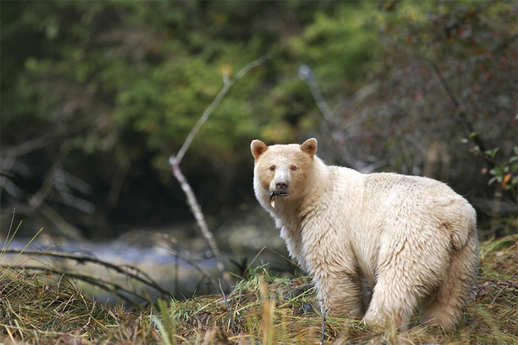 2000x1333 The Rare, Elusive Spirit Bears Of British Columbia